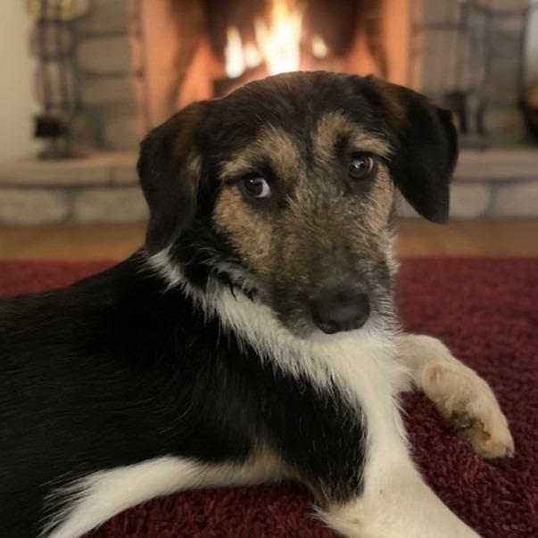 Oscar, a Adoptable Terrier in Pittsfield, IL image 1/2