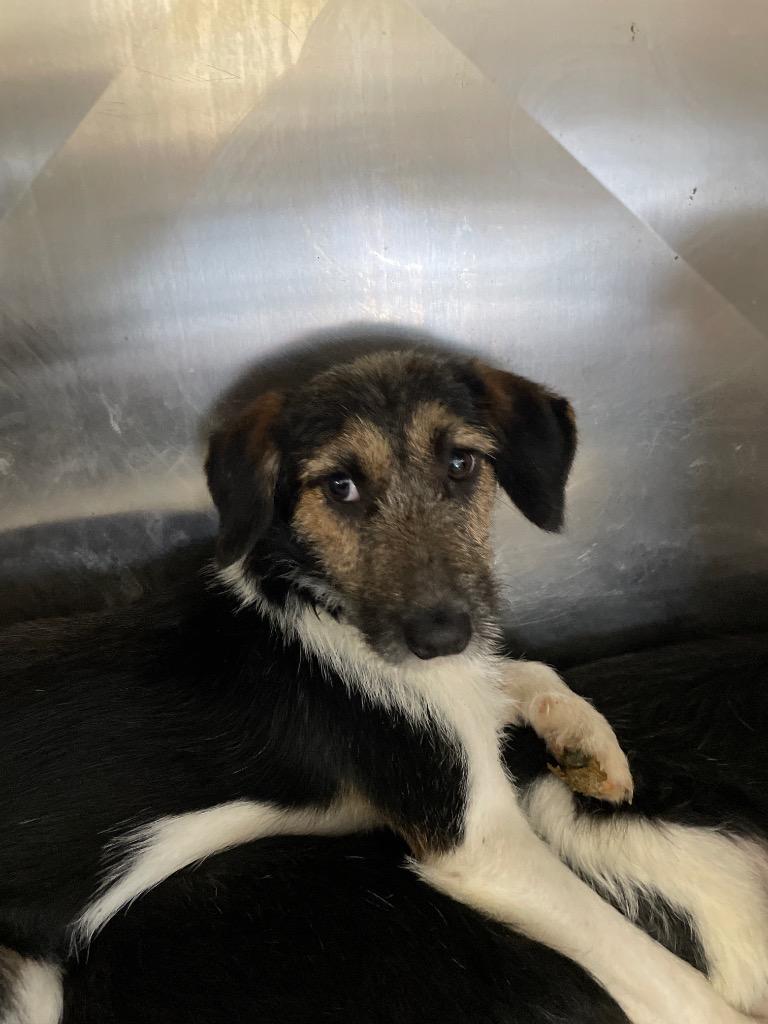 Oscar, a Adoptable Terrier in Pittsfield, IL image 2/2