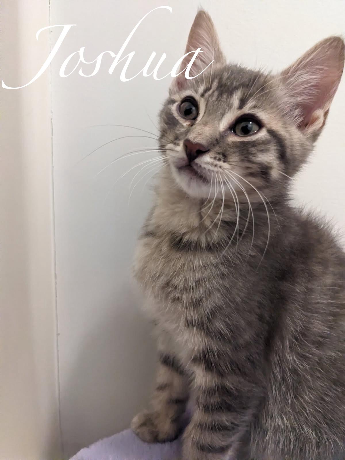 Cat for adoption - C.J. DF, a Domestic Short Hair Mix in