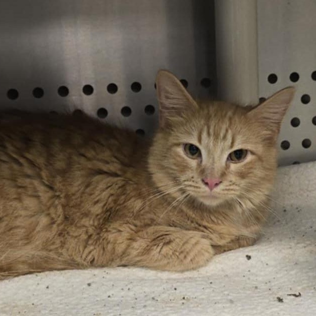 Enlarge Cheeto, an adopted Domestic Medium Hair in Orange, VA image 2/2