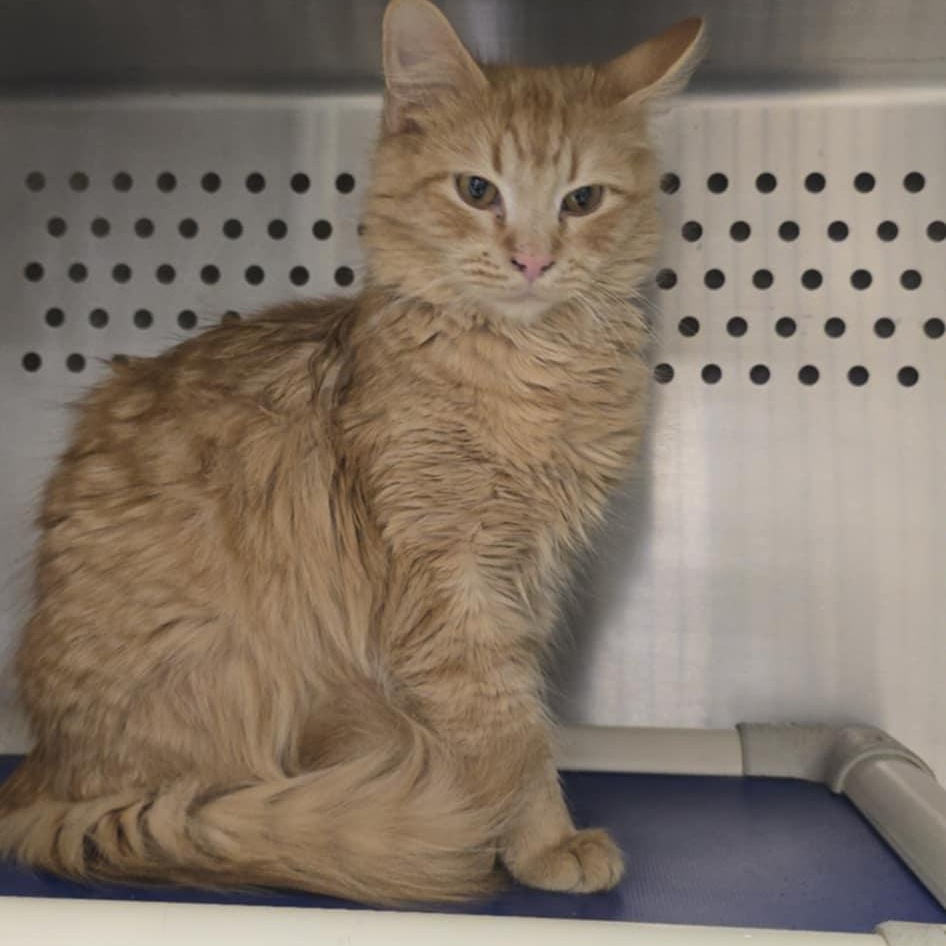 Enlarge Cheeto, an adopted Domestic Medium Hair in Orange, VA image 1/2