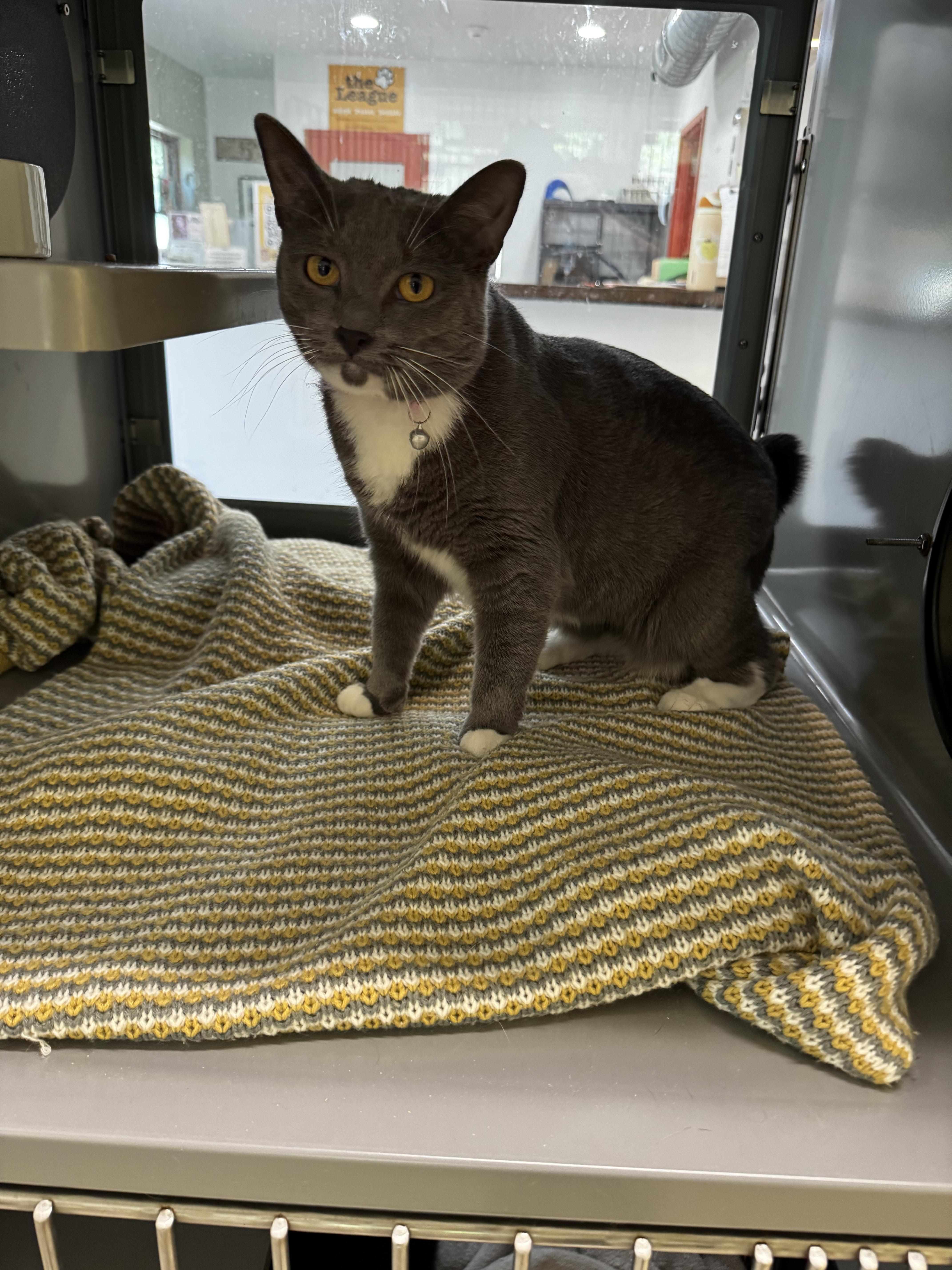 Mittens, an adoptable Domestic Short Hair in AQUEBOGUE, NY_image-1