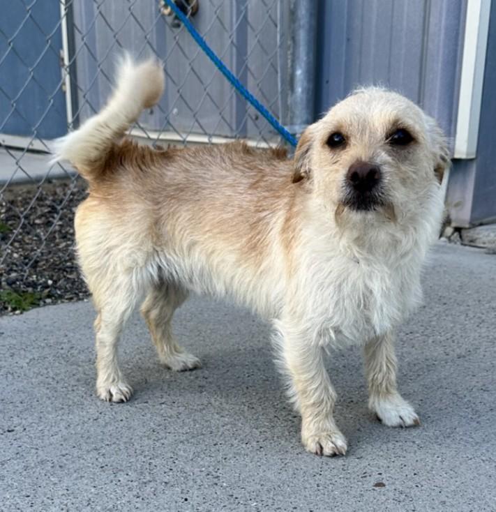 61162684, ADOPTABLE, Adult Male Terrier.