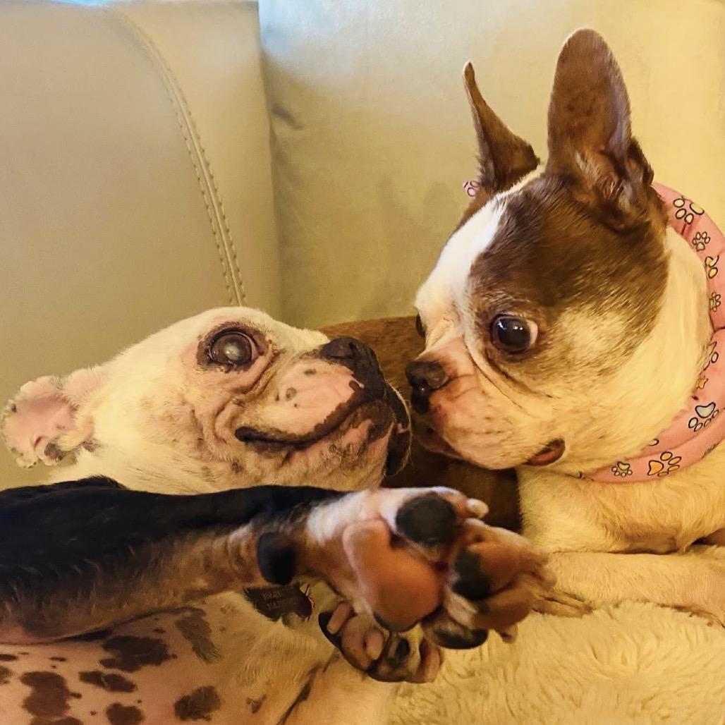 Henry, a Adoptable Boston Terrier in San Mateo, CA image 2/5