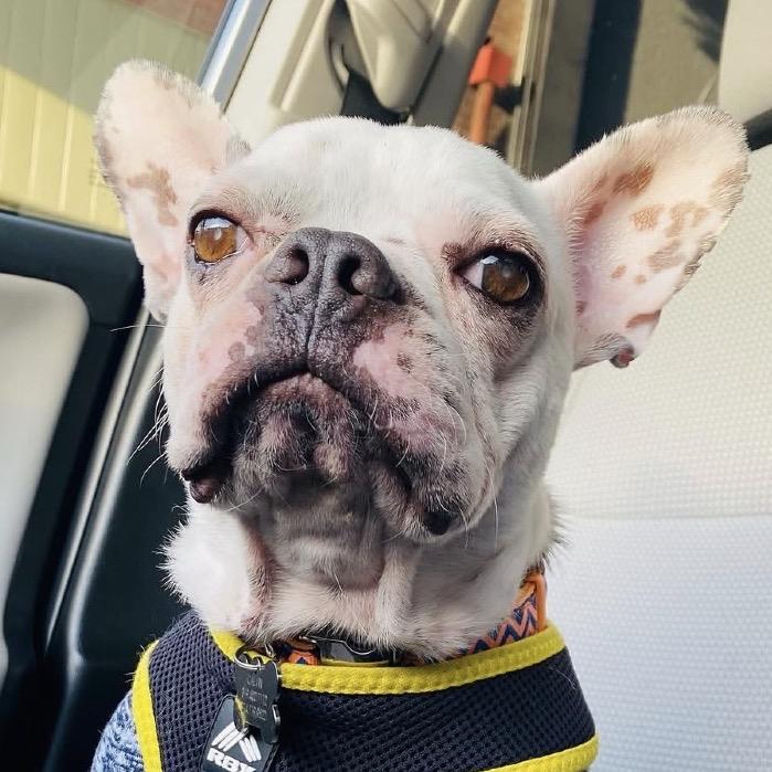 Henry, Adoptable, Adult Male Boston Terrier.