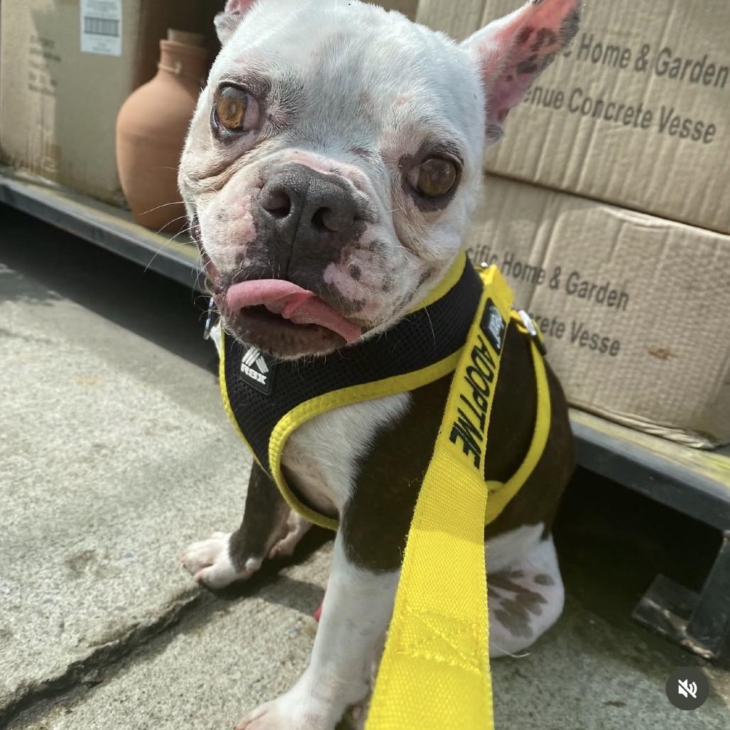 Henry, a Adoptable Boston Terrier in San Mateo, CA image 3/5