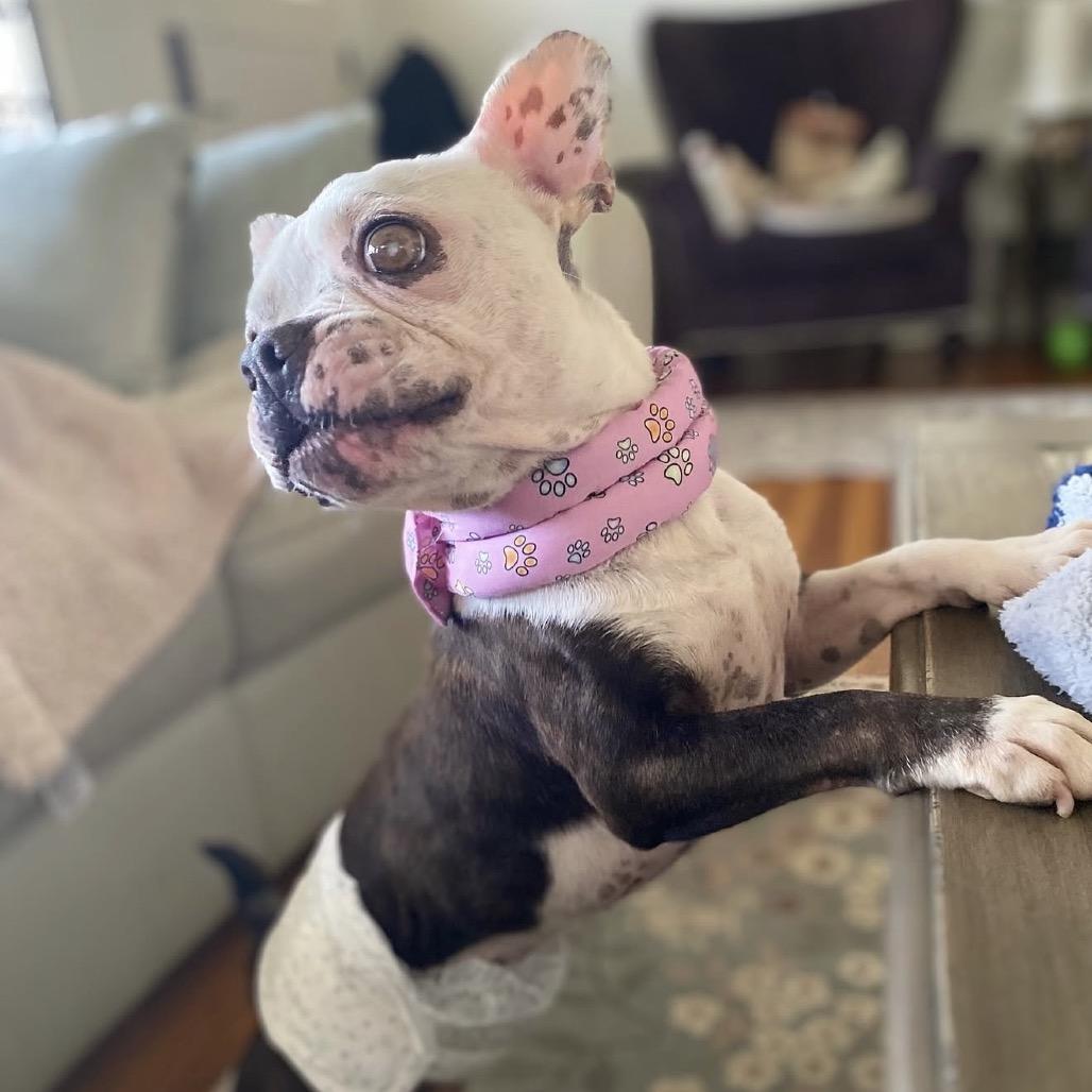 Henry, a Adoptable Boston Terrier in San Mateo, CA image 4/5