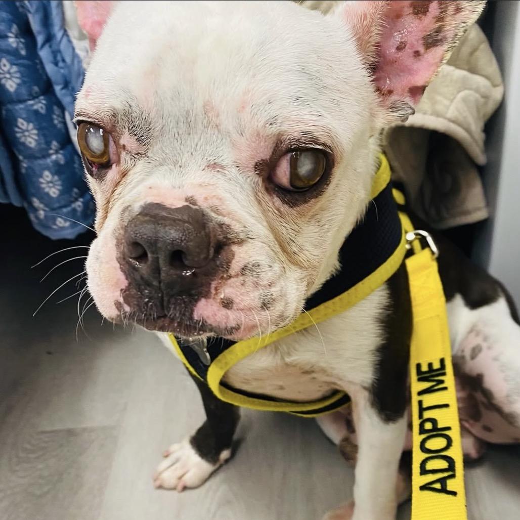 Henry, a Adoptable Boston Terrier in San Mateo, CA image 5/5