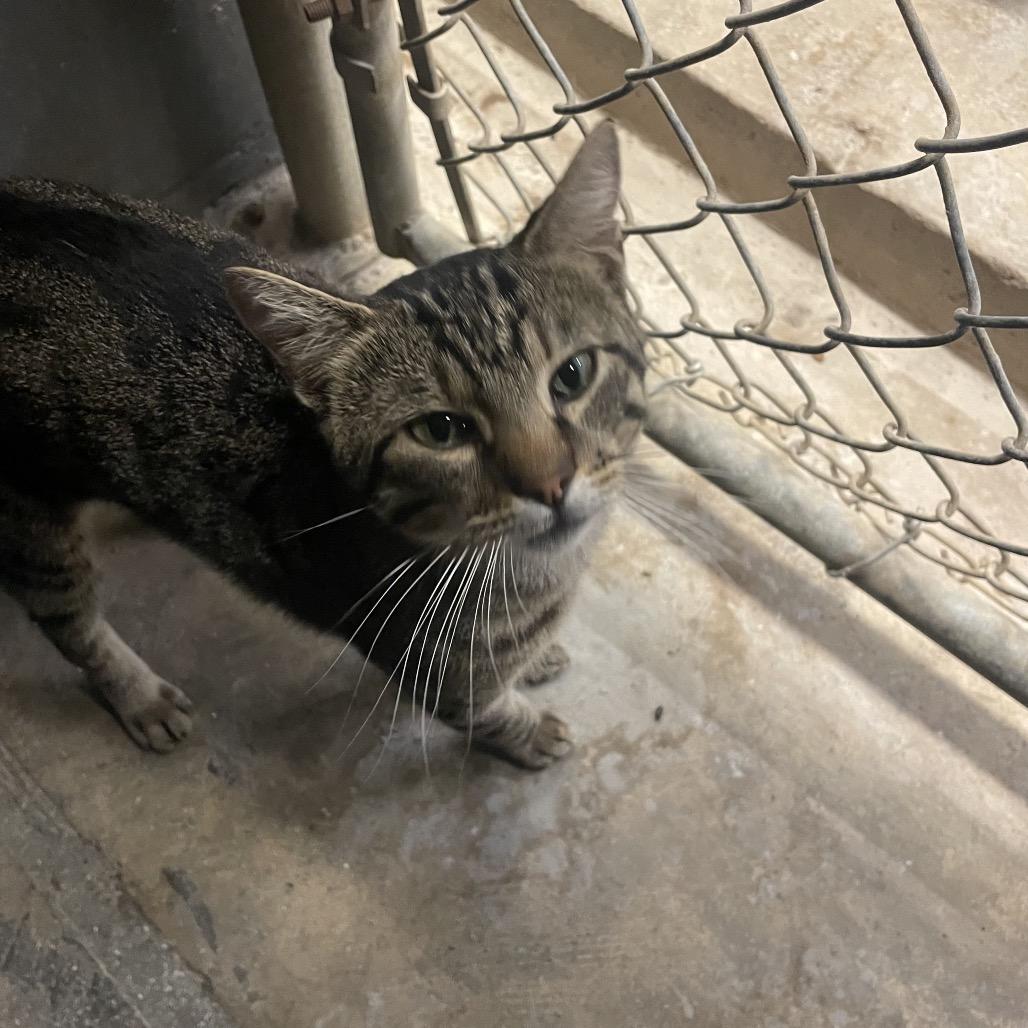 Enlarge Tubby, a Adoptable Domestic Short Hair in Collinsville , OK image 1/1
