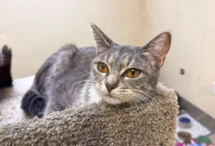 Enlarge Grimshaw, an adopted Domestic Short Hair in Coupeville, WA image 2/2