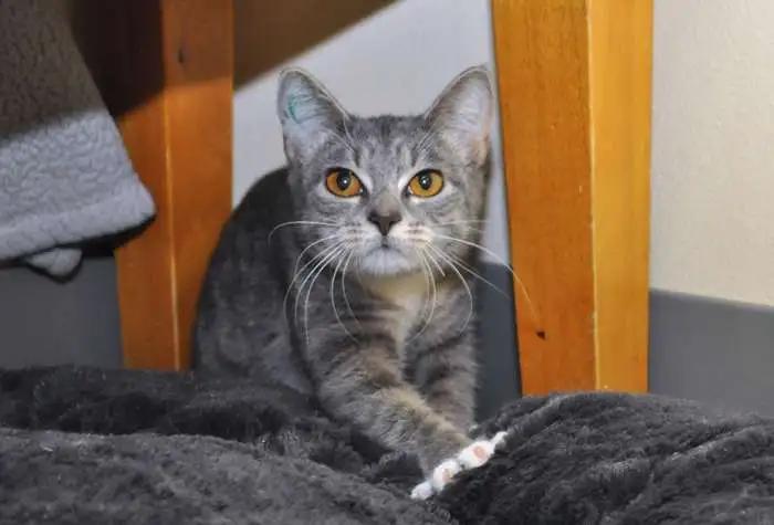 Grimshaw, adopted, Kitten Female Domestic Short Hair.