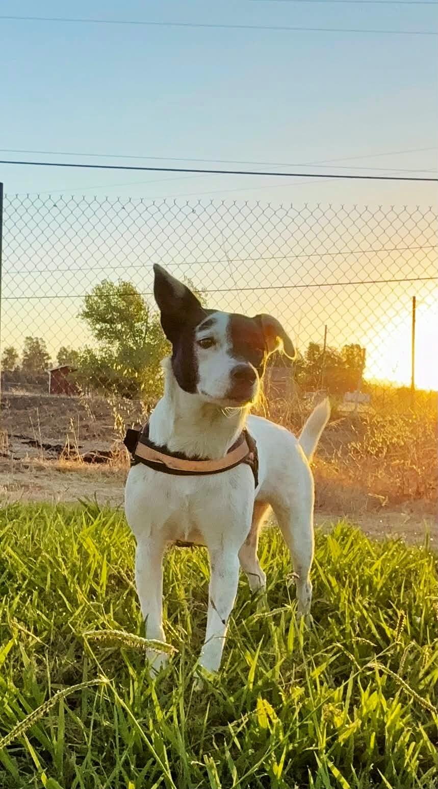 Enlarge Pepper, a Adoptable mixed breed in Yuba City, CA image 2/2