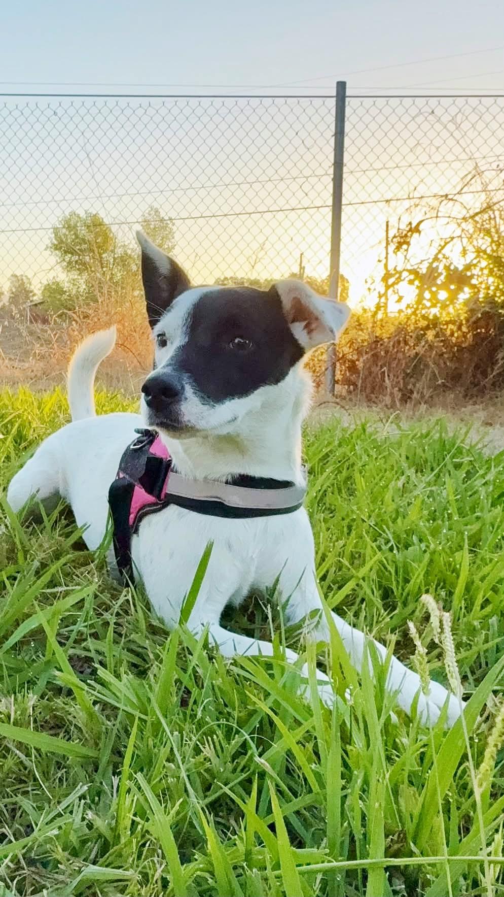 Enlarge Pepper, a Adoptable mixed breed in Yuba City, CA image 1/2