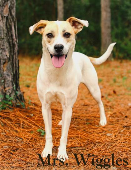 Mrs. .Wiggles, Adoptable, Adult Female Mixed Breed & Mixed Breed.