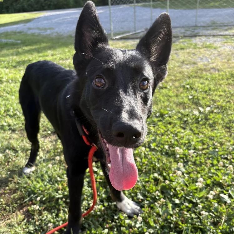 Enlarge Ed, a Adoptable mixed breed in Chuckey, TN image 1/1