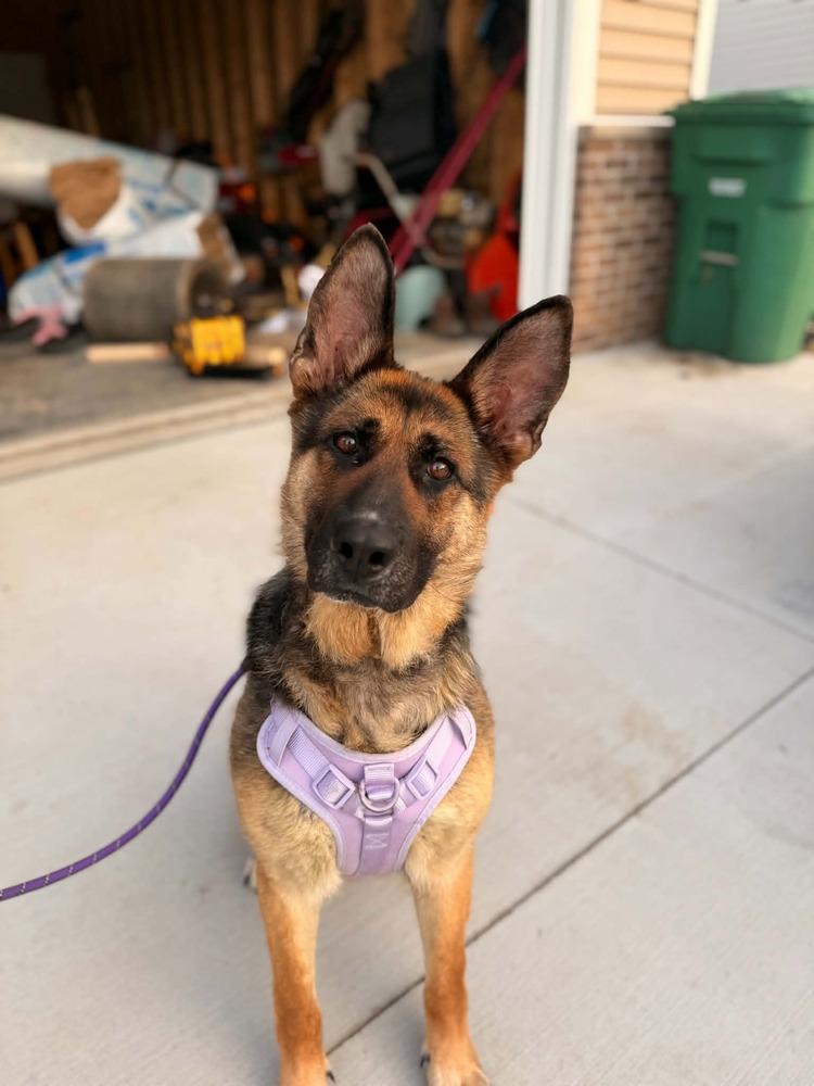 Rapunzel II, Adoptable, Adult Female German Shepherd Dog.