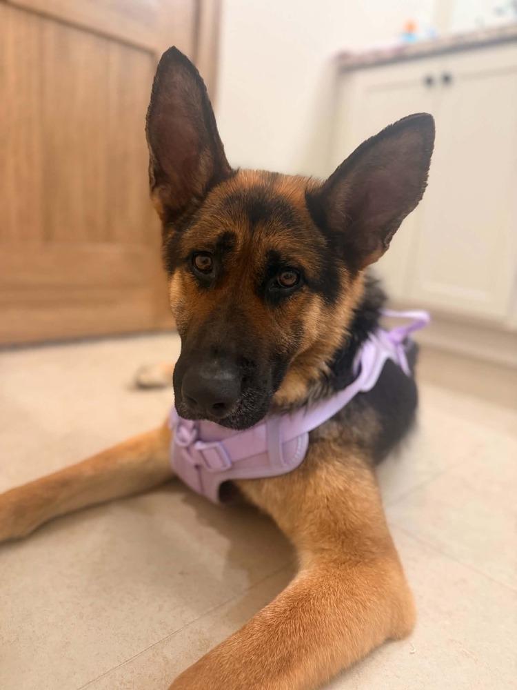 Rapunzel II, a Adoptable mixed breed in Fredonia, WI image 2/4