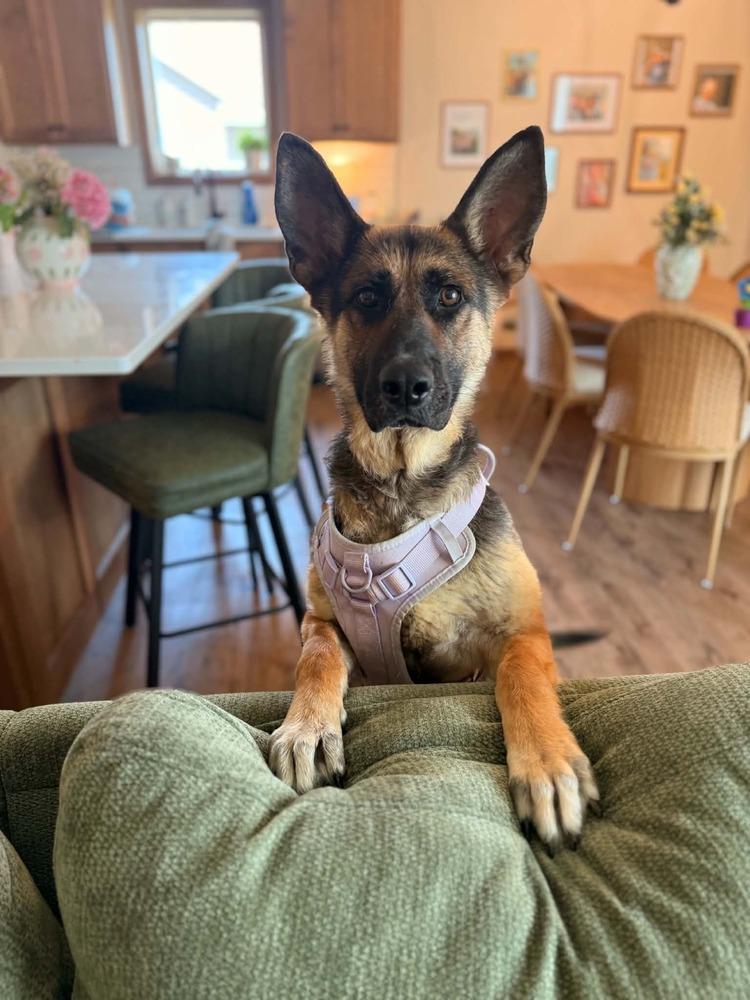 Rapunzel II, a Adoptable mixed breed in Fredonia, WI image 3/4