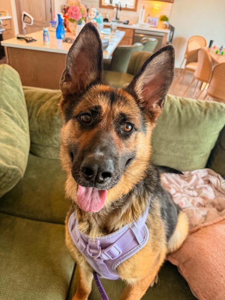 Rapunzel II, a Adoptable mixed breed in Fredonia, WI image 4/4