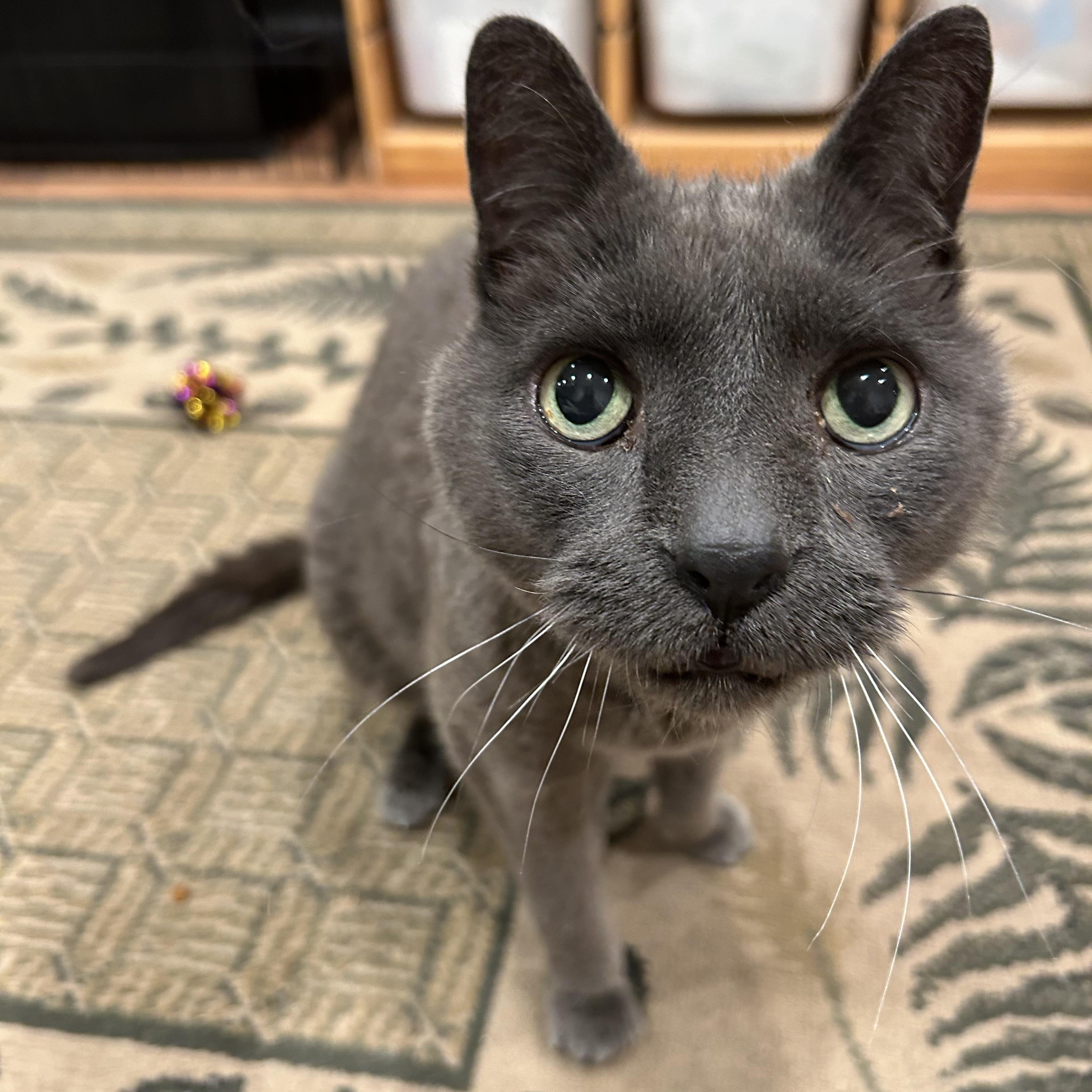 Enlarge Seamus, a Adoptable mixed breed in Brantford, ON image 5/6