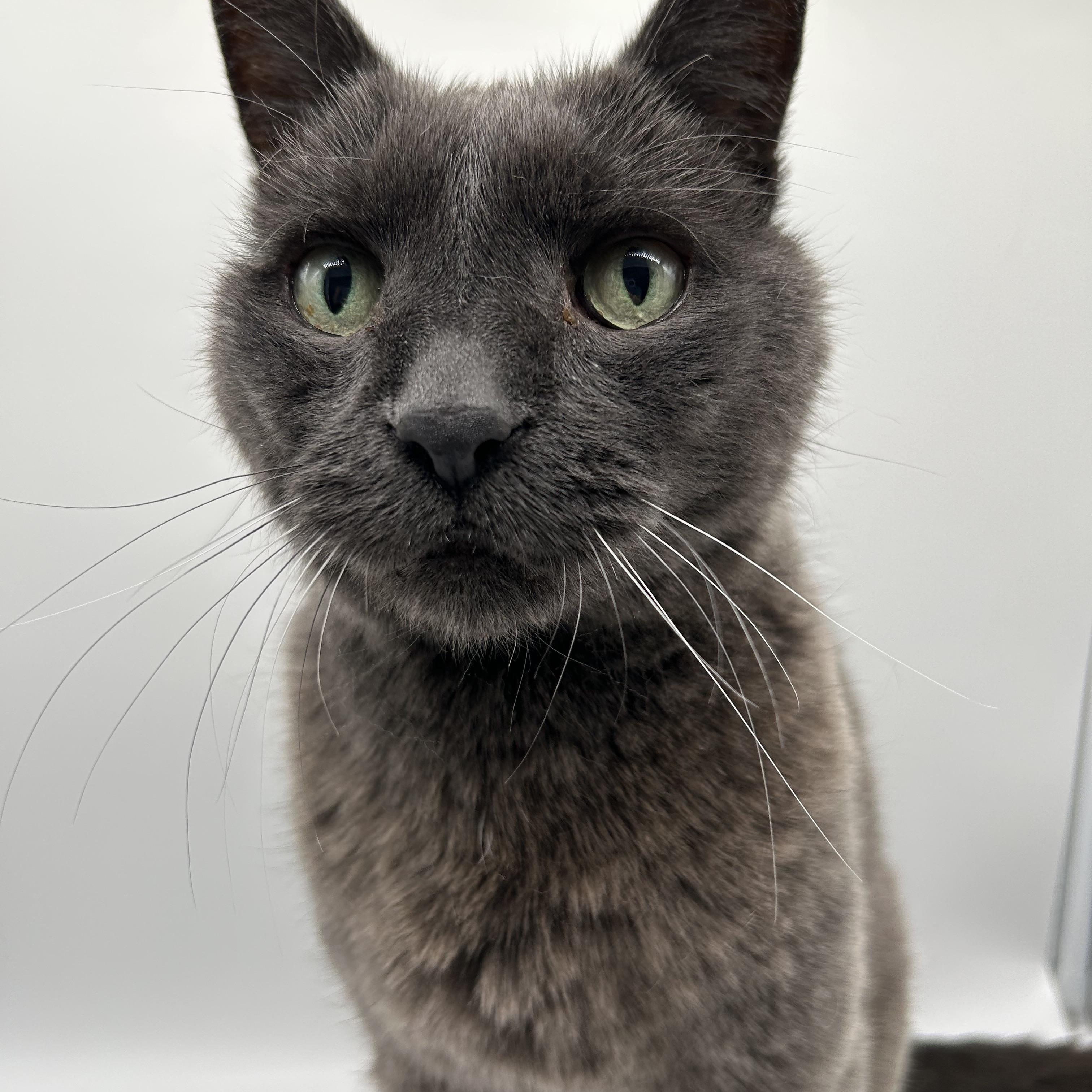 Enlarge Seamus, a Adoptable mixed breed in Brantford, ON image 2/6