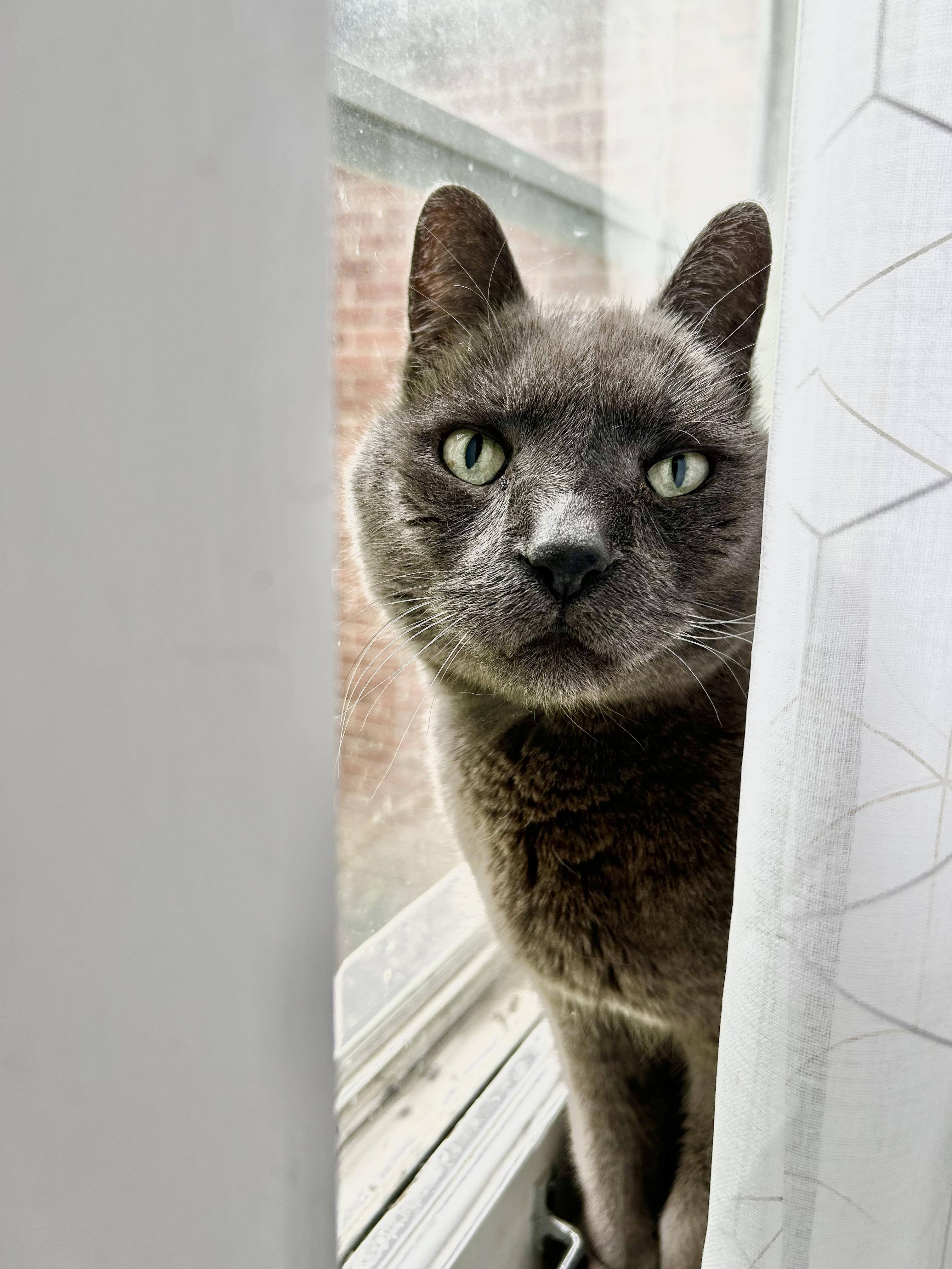 Seamus, Adoptable, Senior Male Domestic Short Hair.
