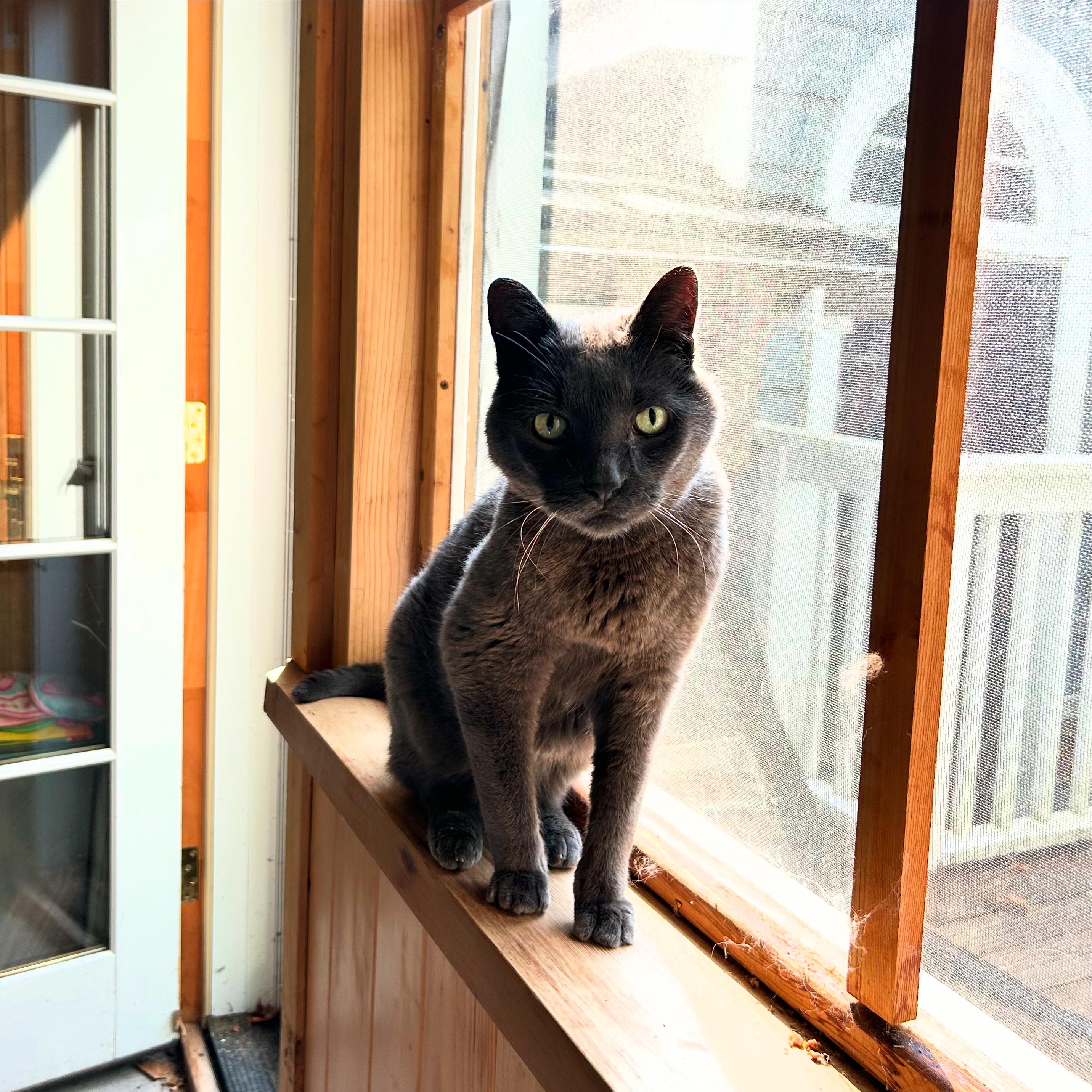 Seamus, Adoptable, Senior Male Domestic Short Hair.