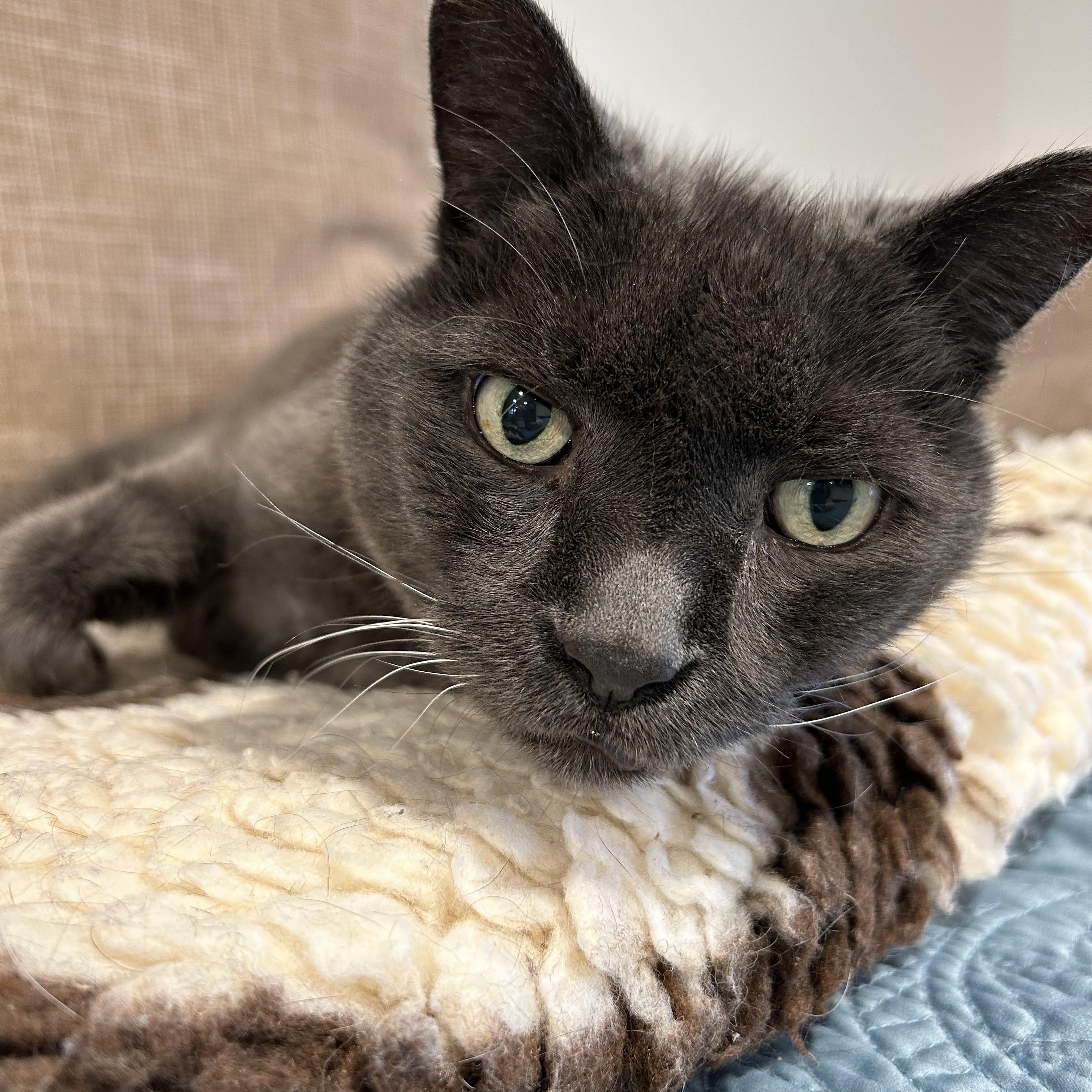 Enlarge Seamus, a Adoptable mixed breed in Brantford, ON image 6/6