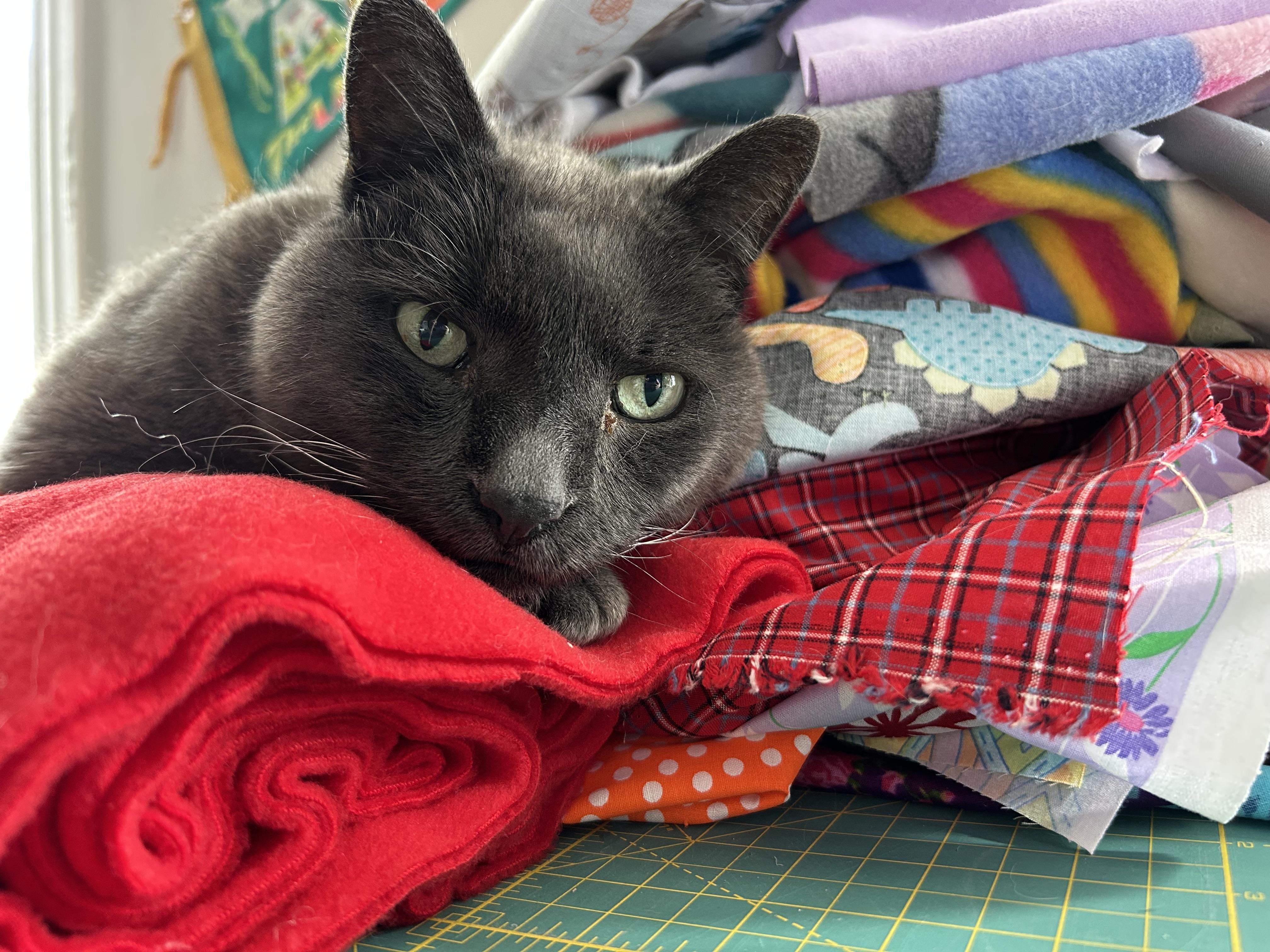 Seamus, Adoptable, Senior Male Domestic Short Hair.