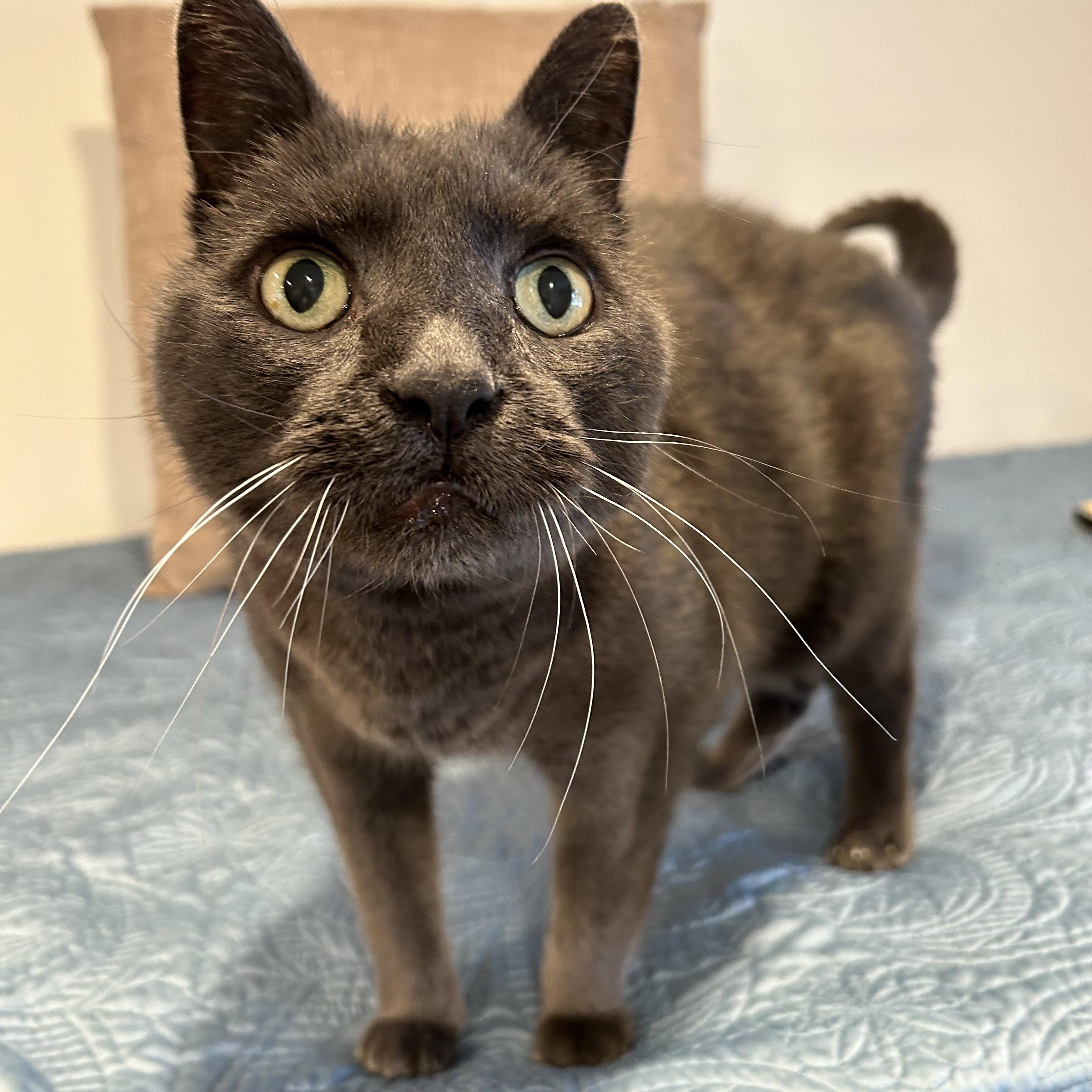 Enlarge Seamus, a Adoptable mixed breed in Brantford, ON image 6/6