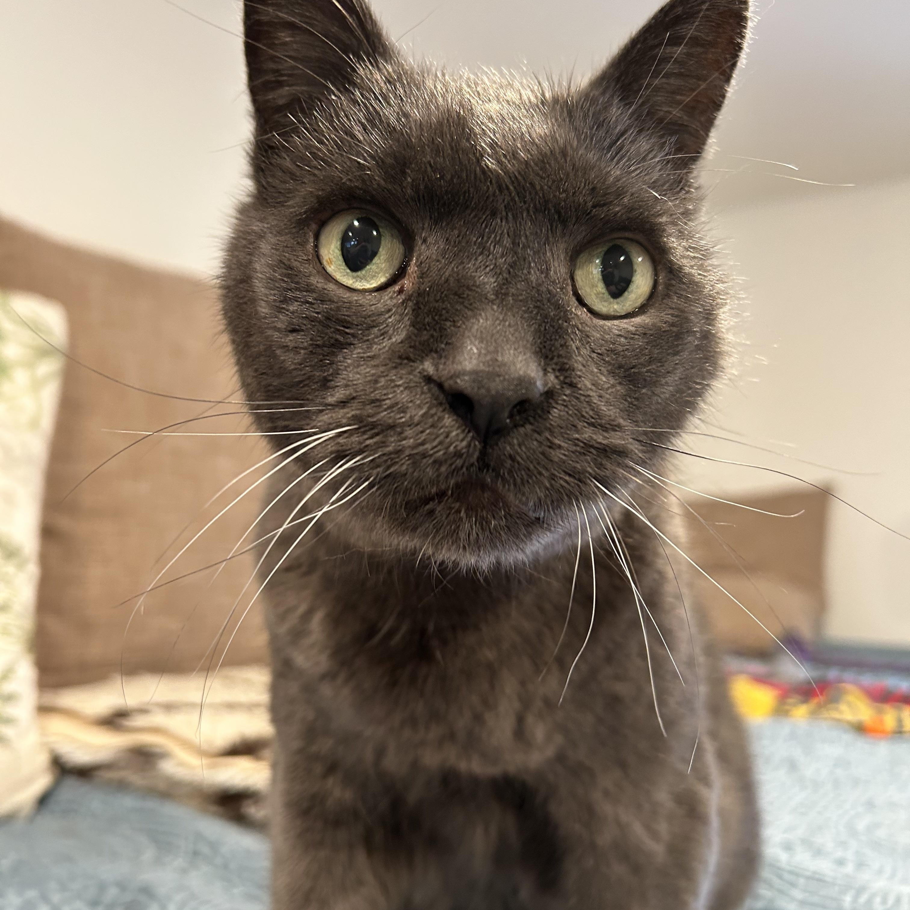 Enlarge Seamus, a Adoptable mixed breed in Brantford, ON image 5/6