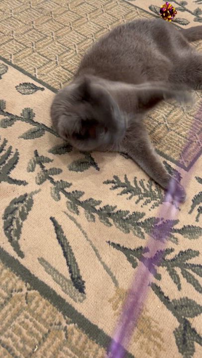 Enlarge Seamus, a Adoptable mixed breed in Brantford, ON video 4/6