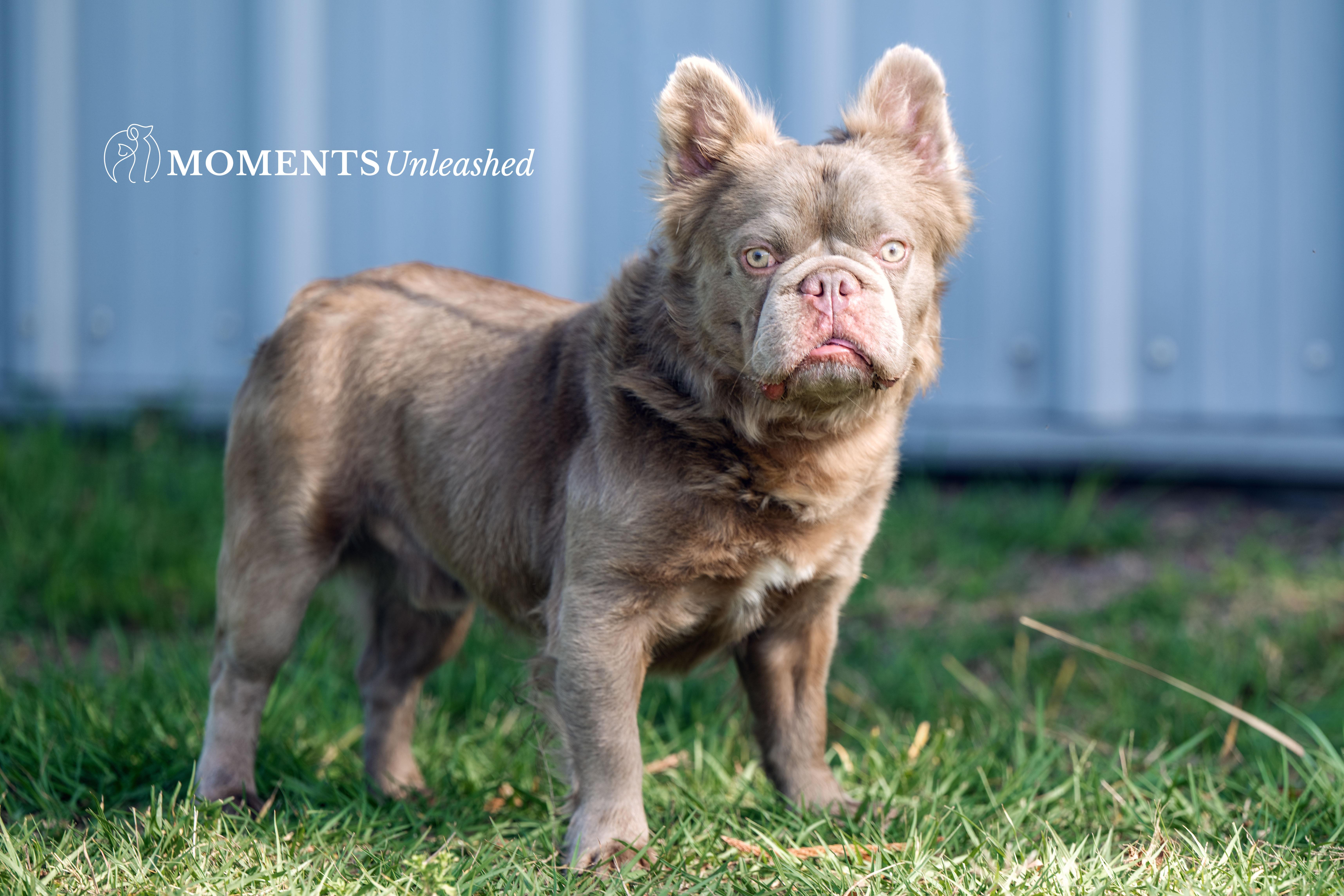 Pet Rinder Yoda - Adopted | Petfinder