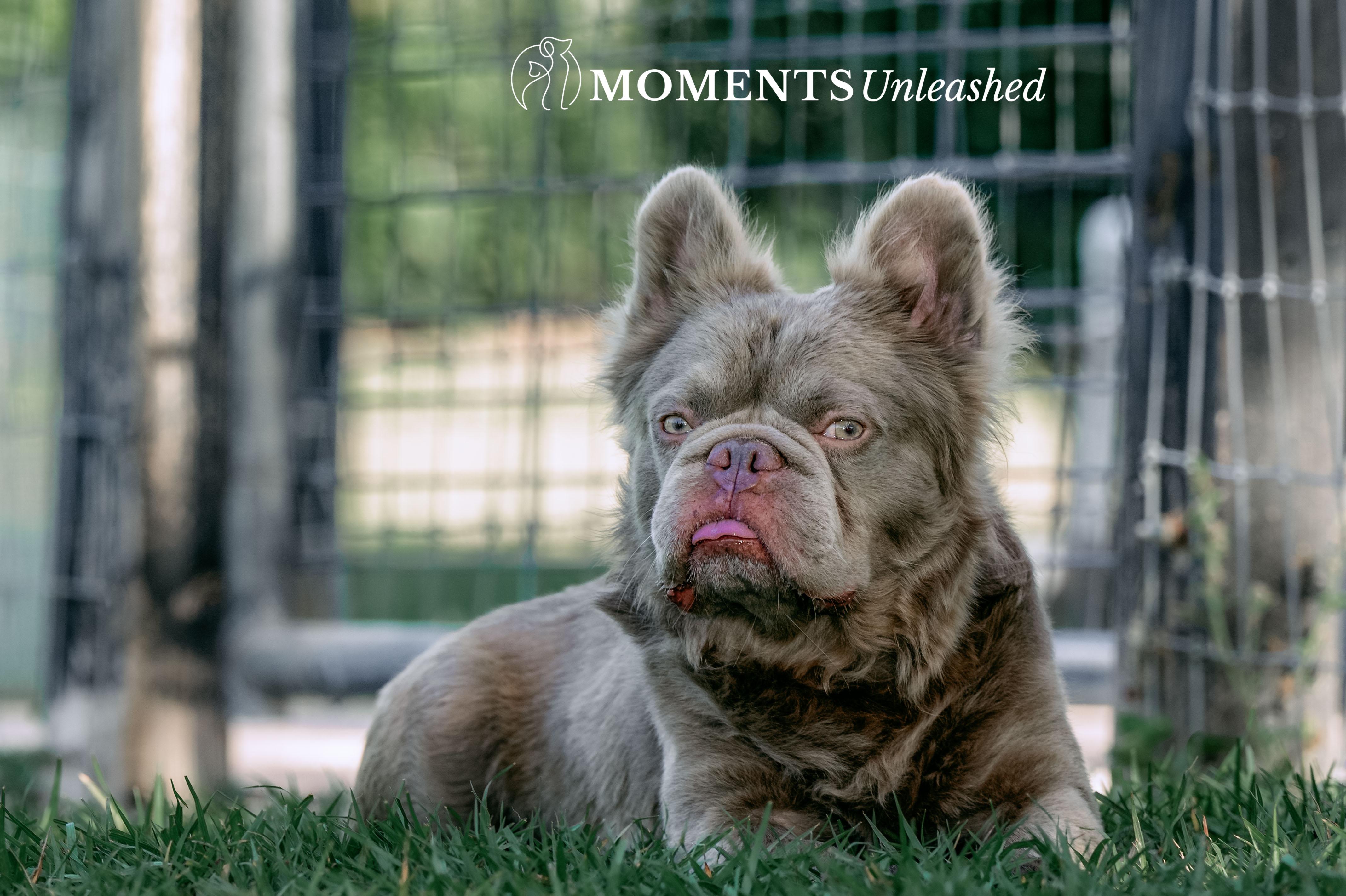 Pet Rinder Yoda - Adopted | Petfinder