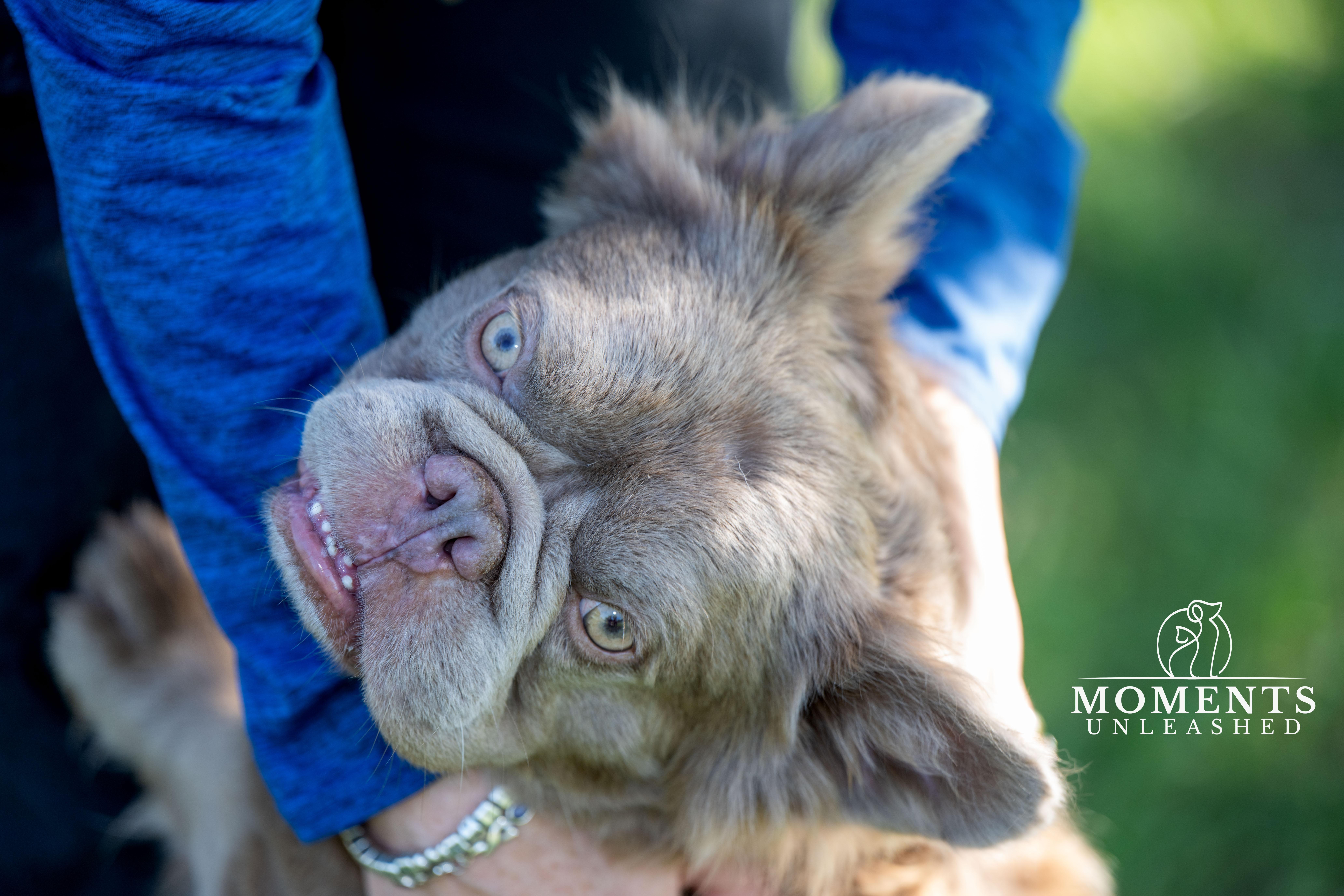 Pet Rinder Yoda - Adopted | Petfinder