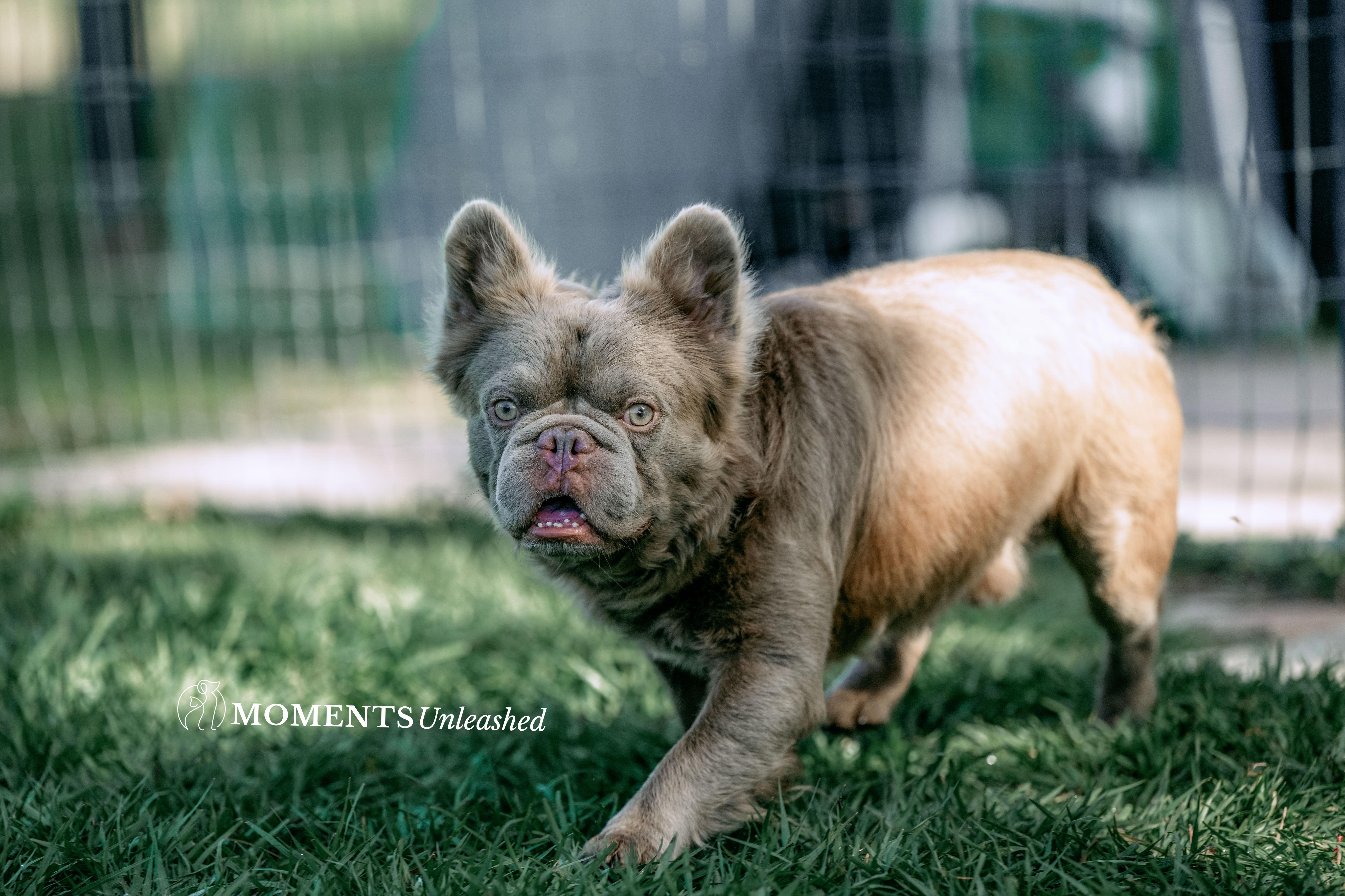 Pet Rinder Yoda - Adopted | Petfinder