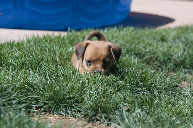 Enlarge Jessie, an adopted mixed breed in Bakersfield, CA image 2/4