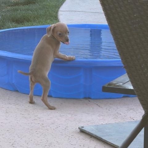 Enlarge Jessie, an adopted mixed breed in Bakersfield, CA image 3/4