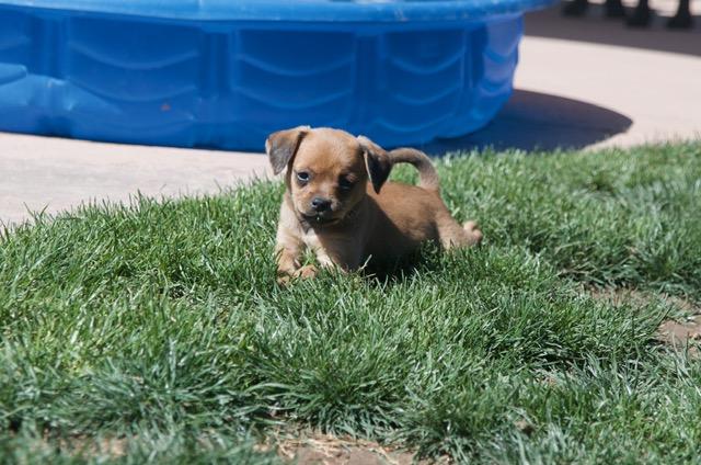 Jessie, adopted, Puppy Female Chihuahua.