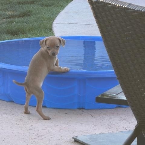 Enlarge Jessie, an adopted mixed breed in Bakersfield, CA image 4/4