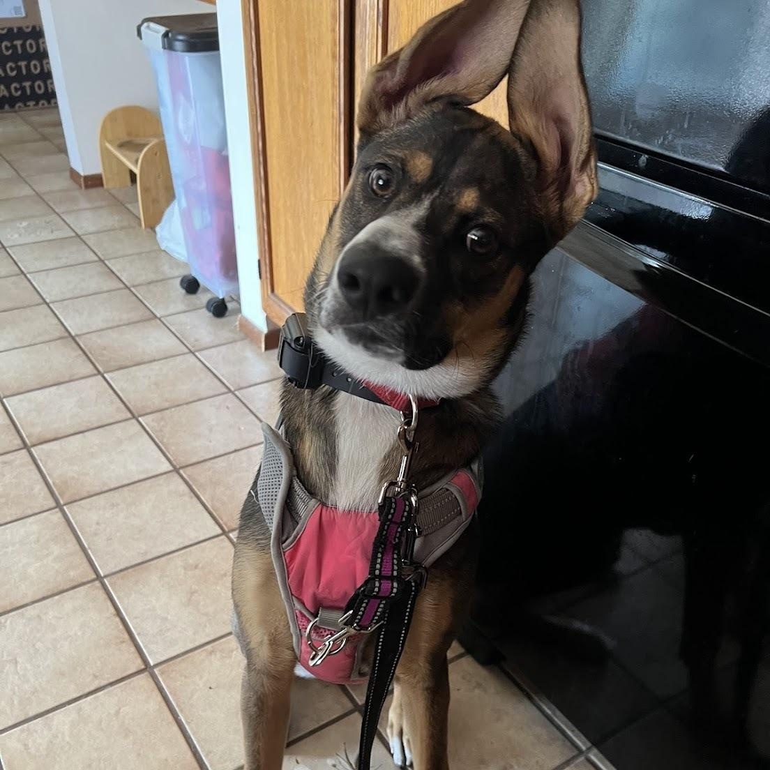 Sunny, a Adoptable mixed breed in Los Angeles, CA image 3/6