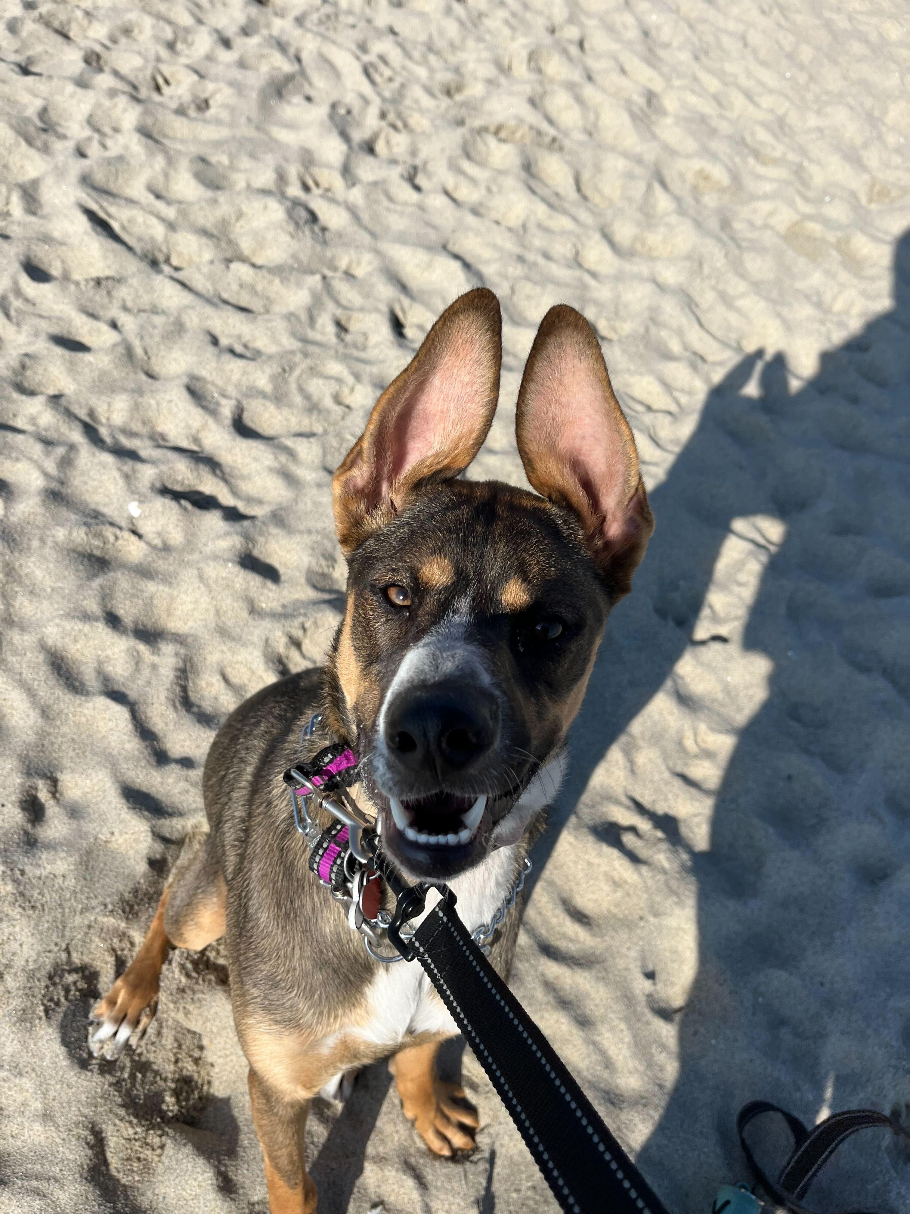 Sunny, Adoptable, Puppy Female German Shepherd Dog.