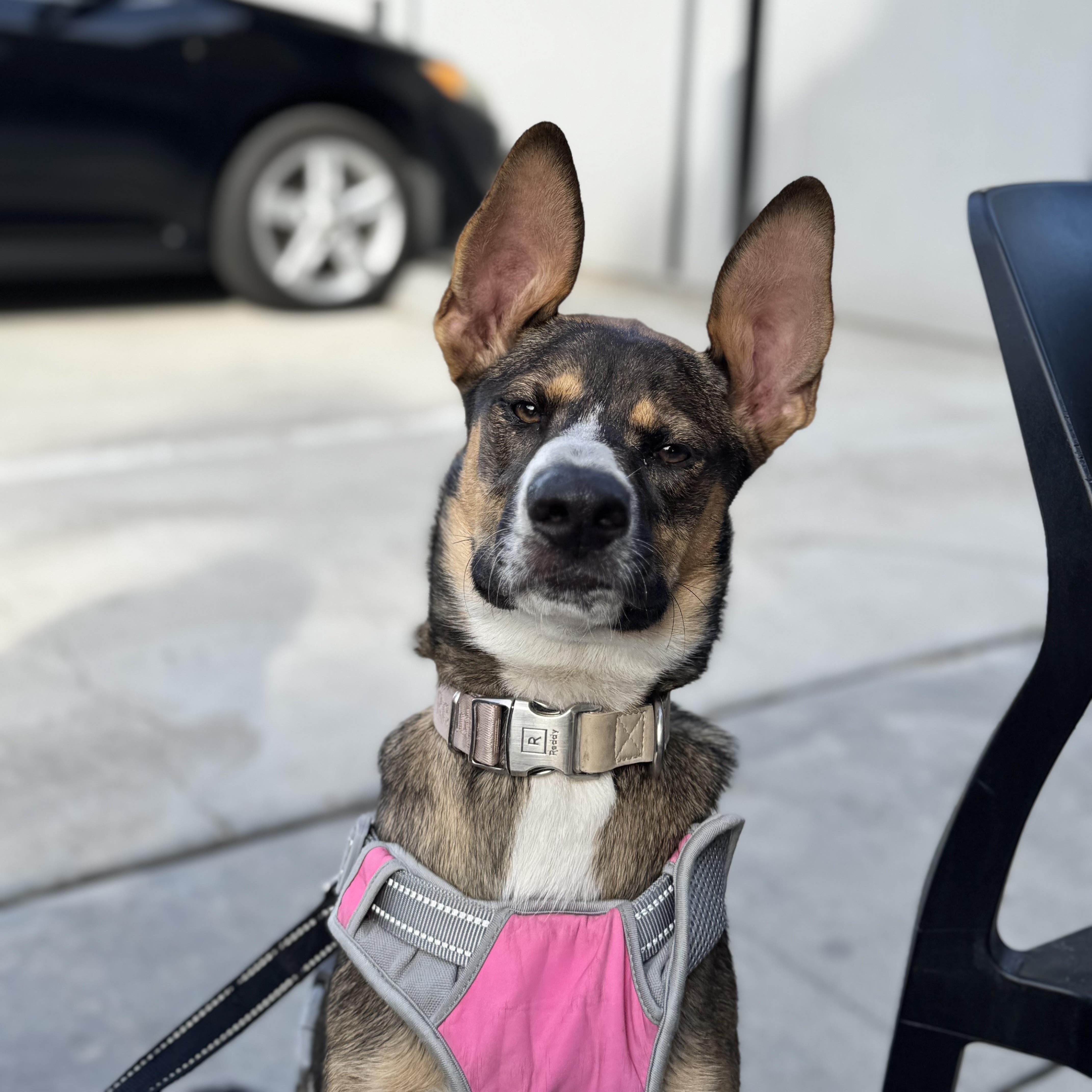Sunny, a Adoptable mixed breed in Los Angeles, CA image 4/6