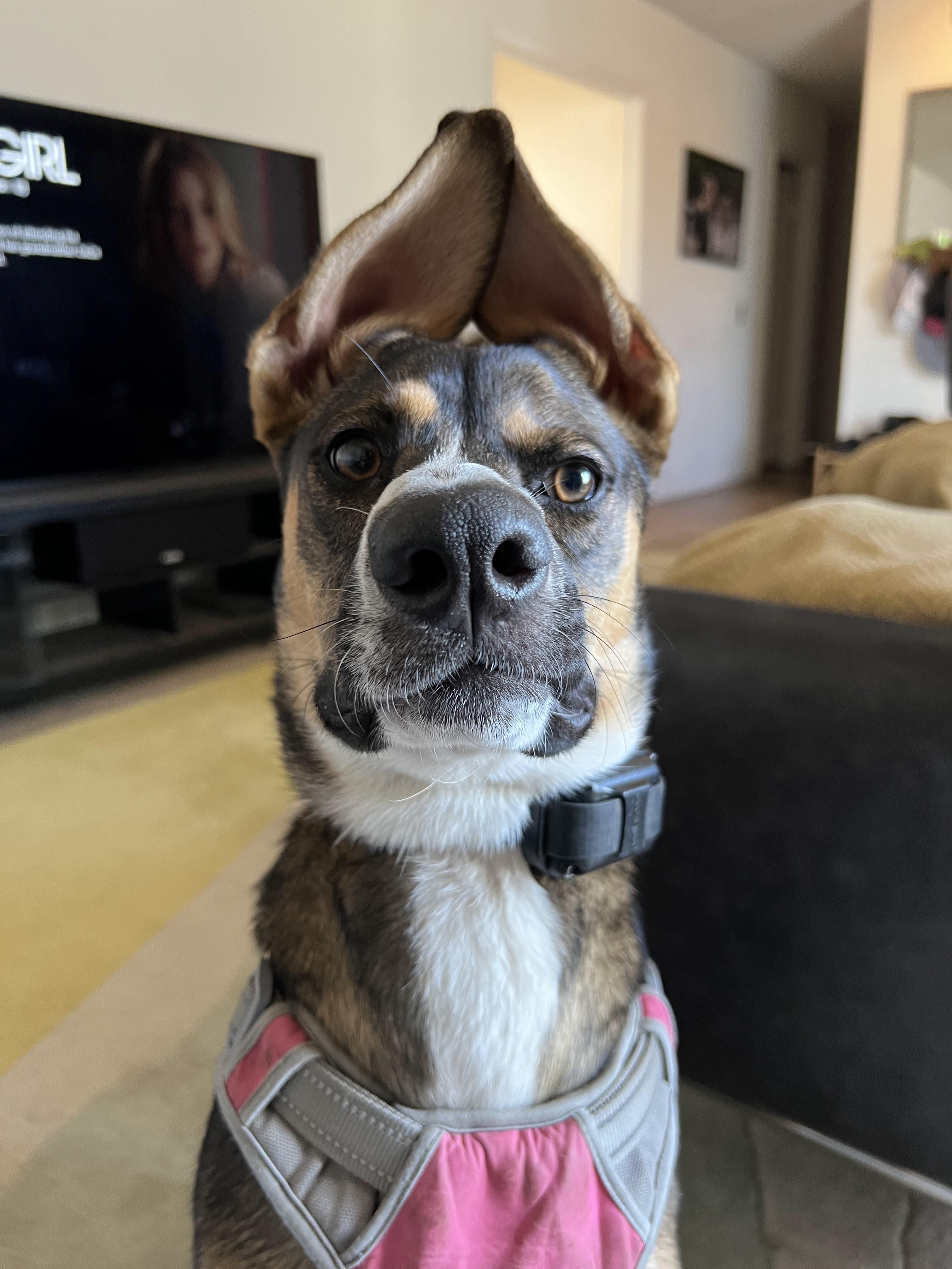 Sunny, a Adoptable mixed breed in Los Angeles, CA image 2/6