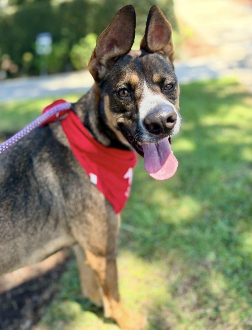 Enlarge Sunny, a Adoptable mixed breed in San Francisco, CA image 1/6