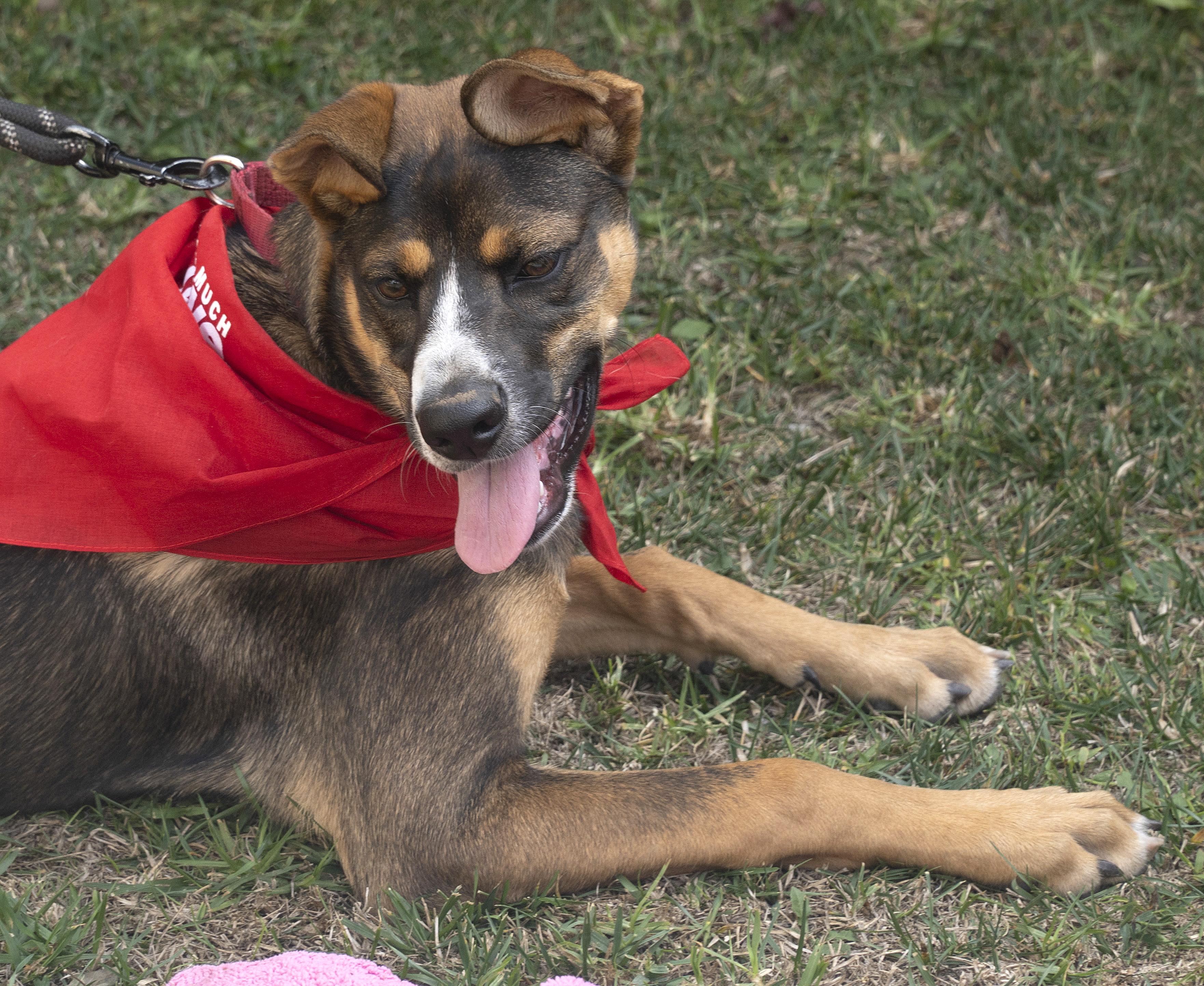 Sunny, a Adoptable mixed breed in Los Angeles, CA image 6/6