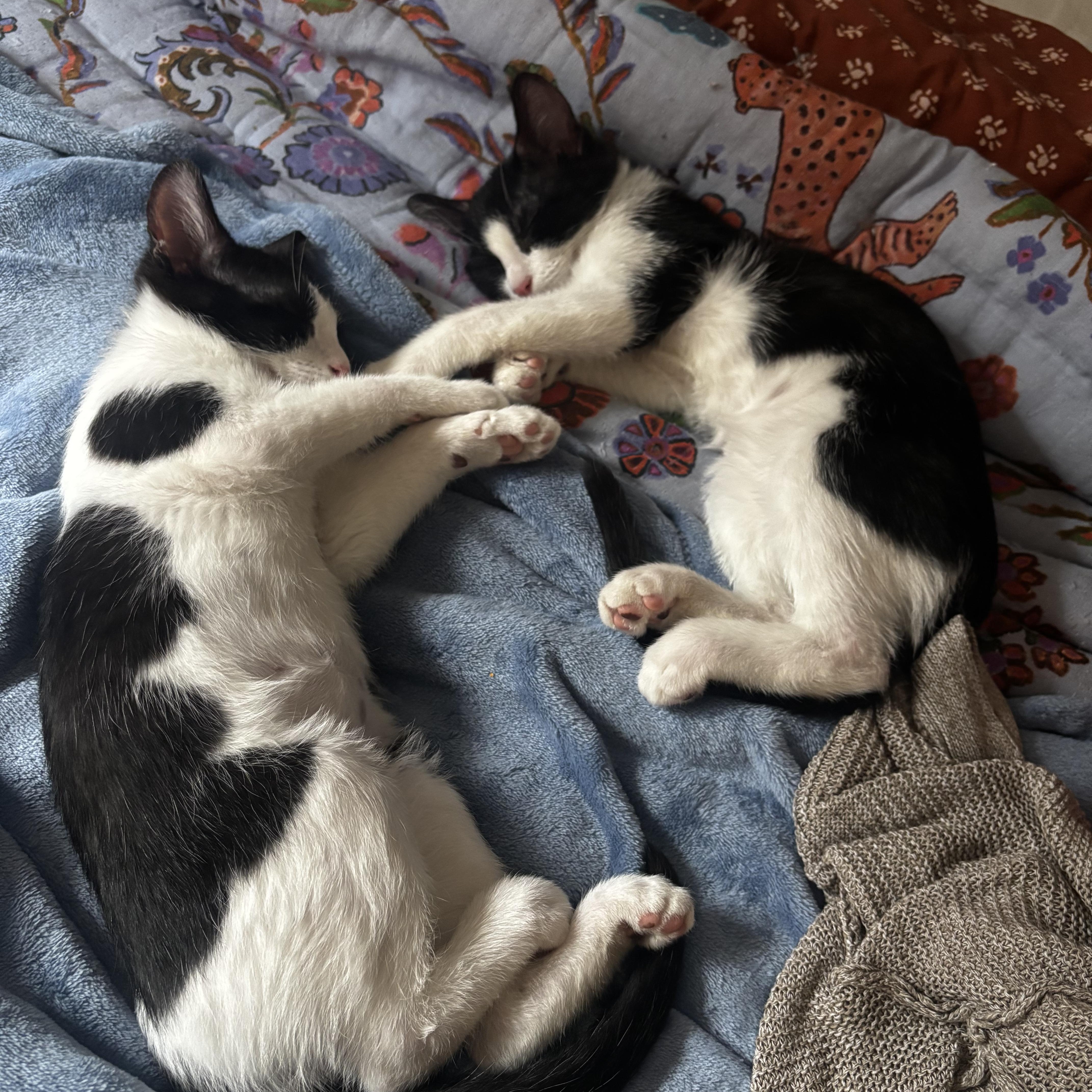 Phillip and Lillian (aka Phil & Lil) photo 4