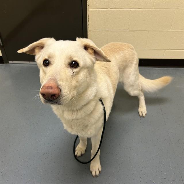 KC, Adoptable, Adult Male German Shepherd Dog & Mixed Breed.