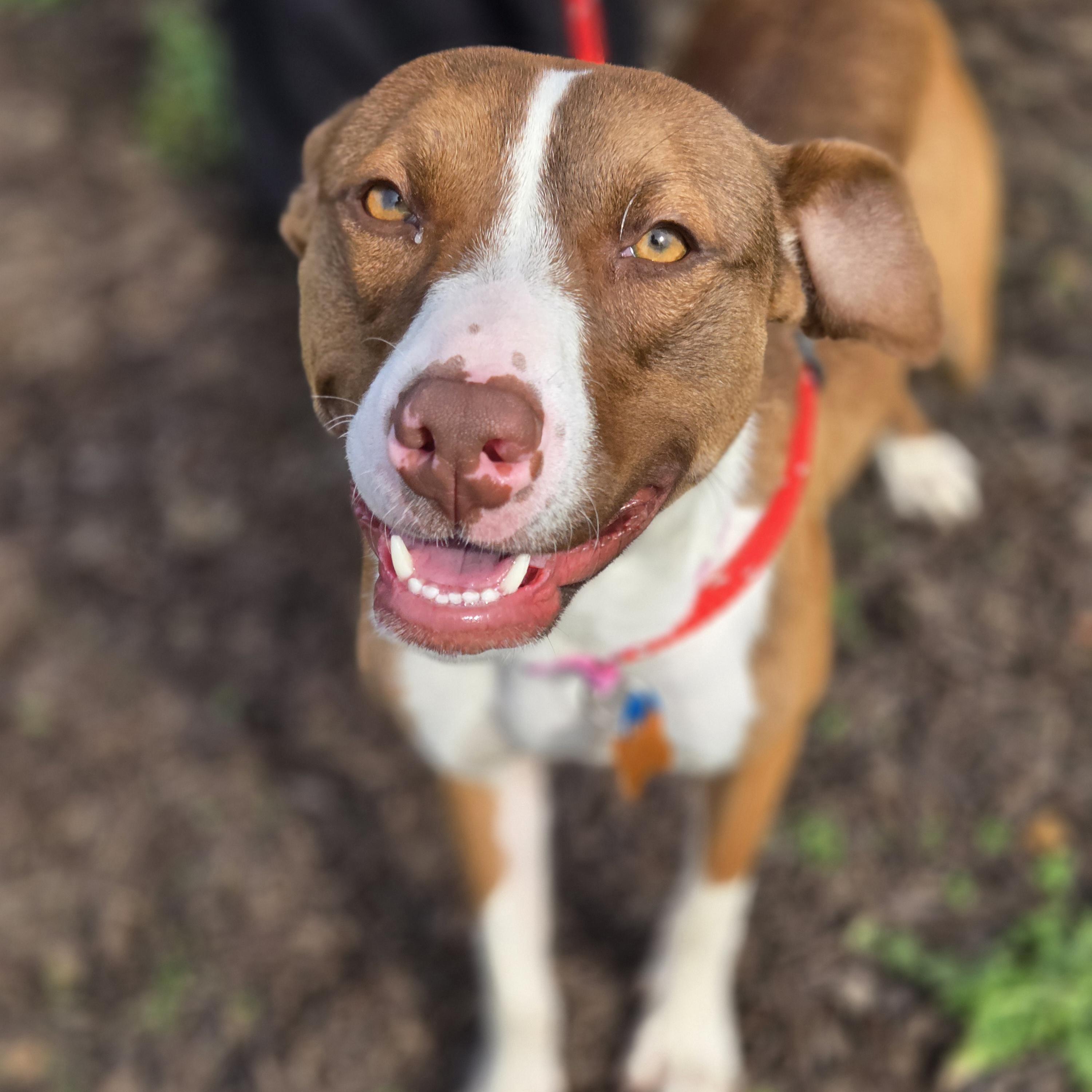 Enlarge Dahlia, a Adoptable mixed breed in Normal, IL image 4/6