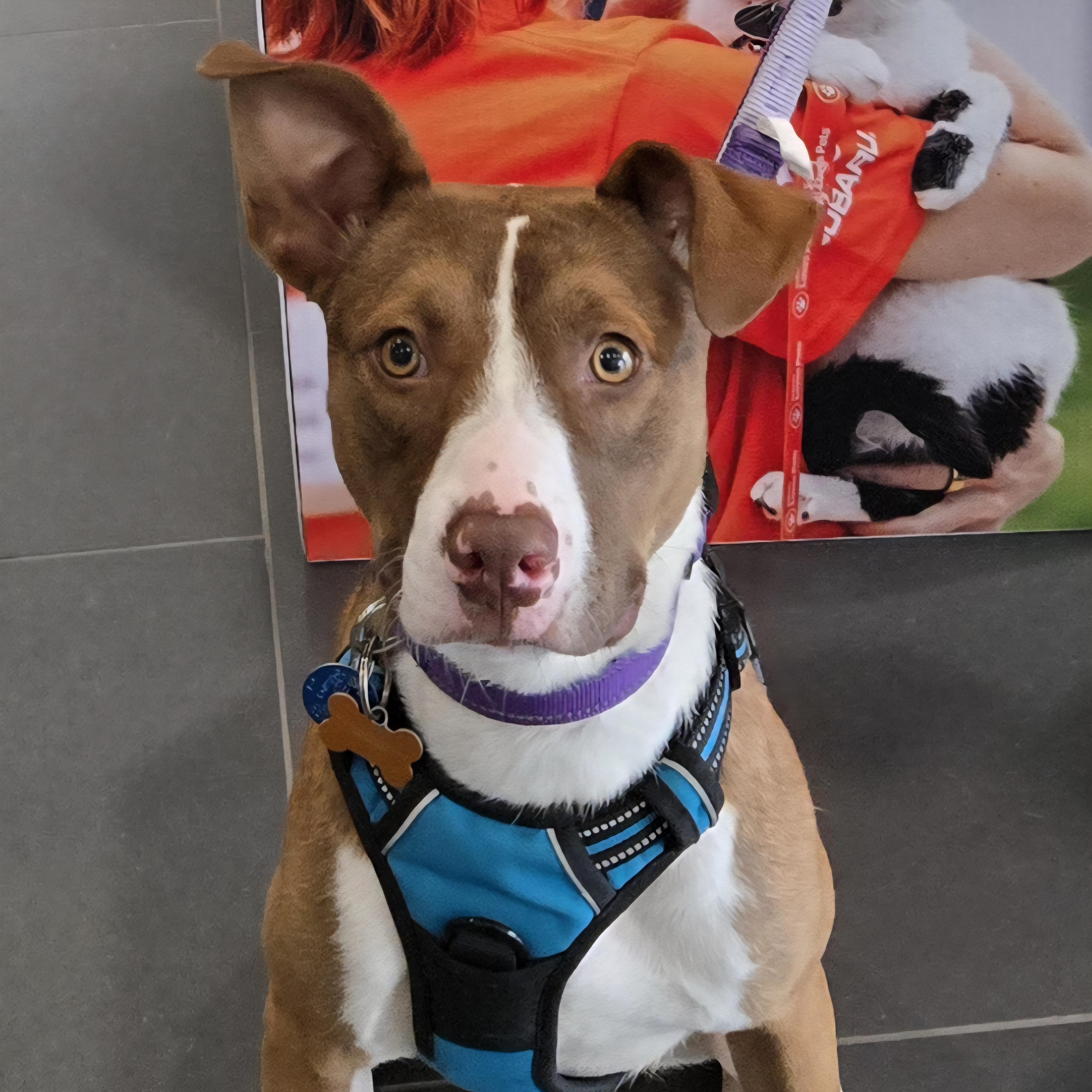 Enlarge Dahlia, a Adoptable mixed breed in Normal, IL image 5/6